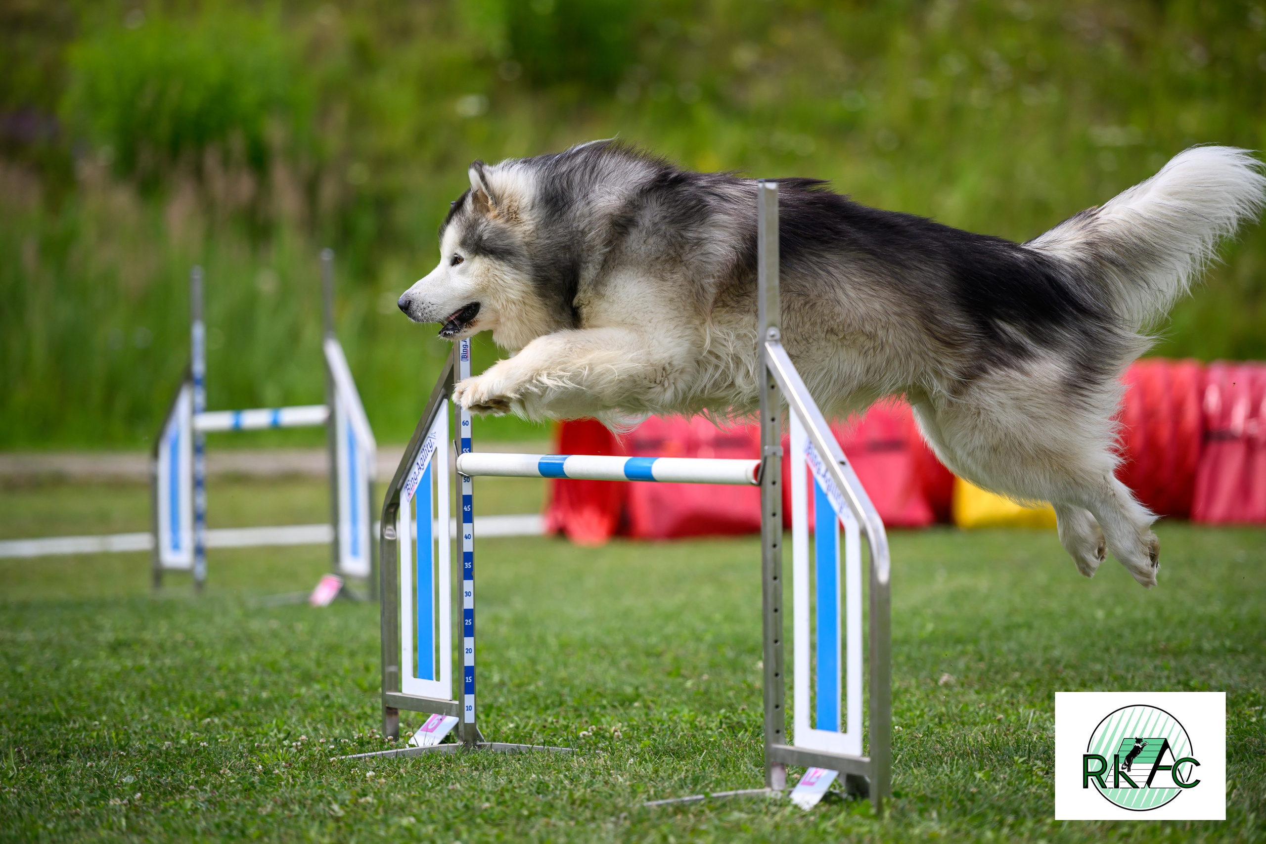 Suņu sacensības veiklībā. Ritvars Pujats Emotion Photographer