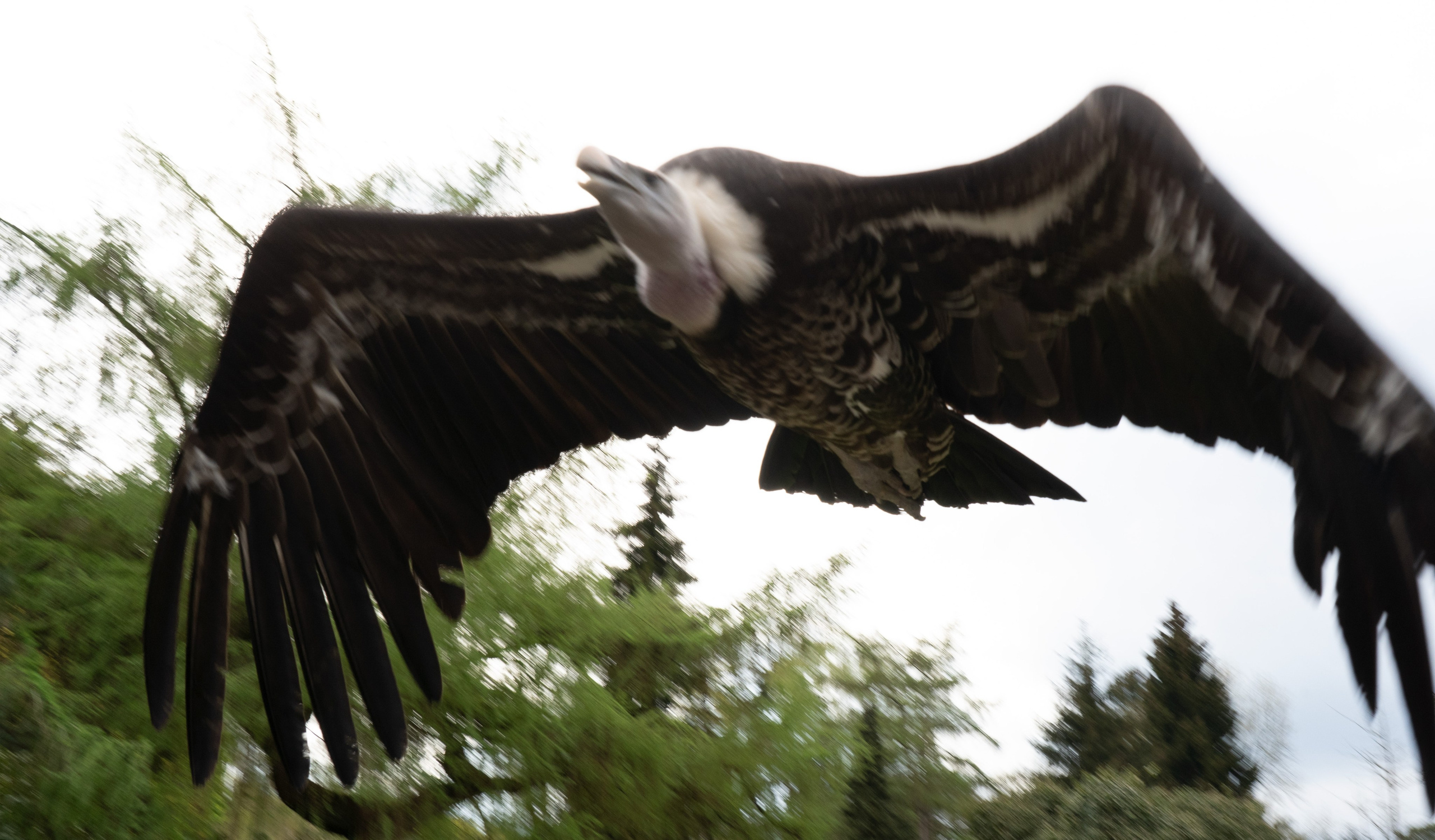 Tierwelt. Bürgerreporter & Amateurfotograf in Hannover