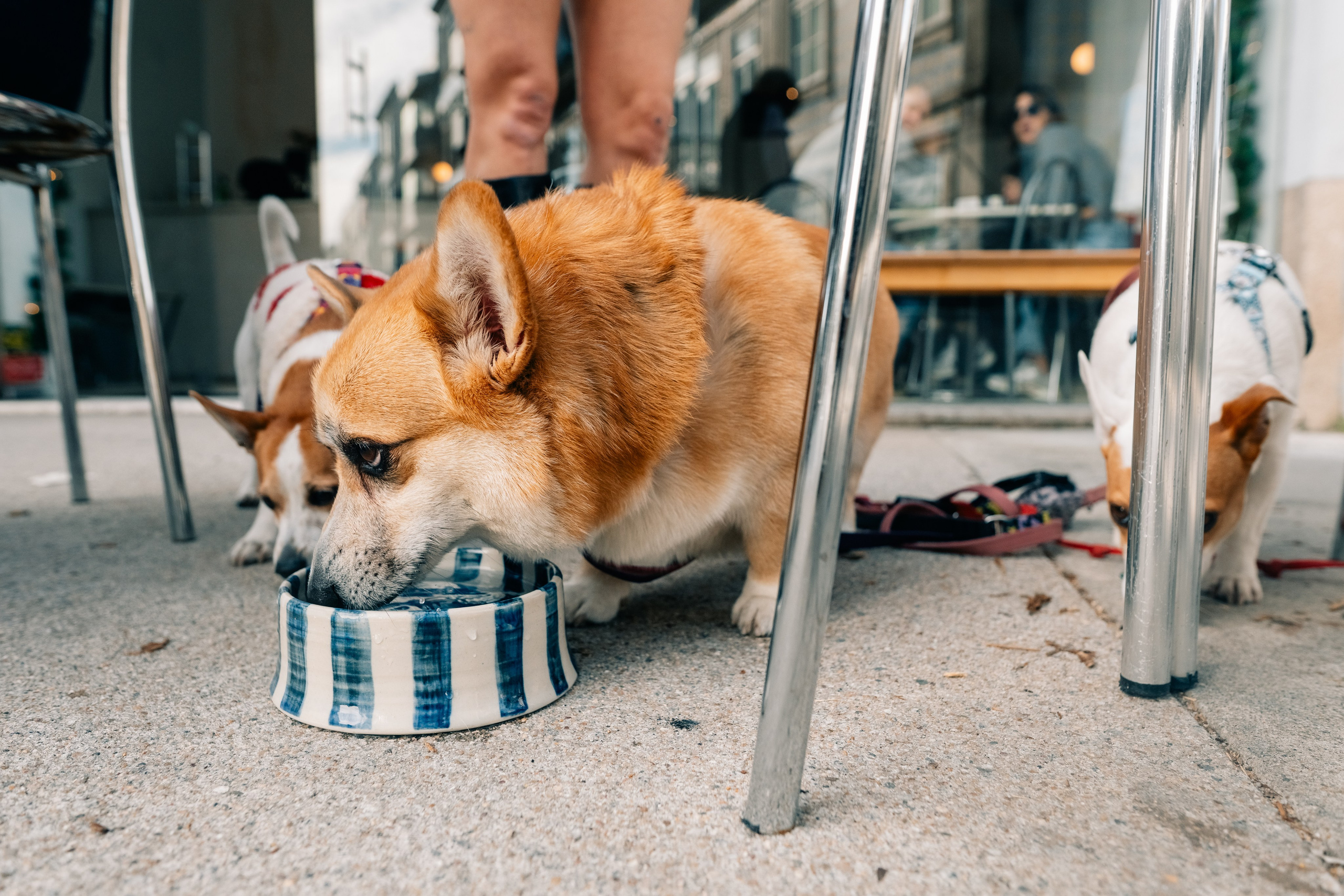 Yana & Doggos in Bonfim. Maria Sher. Professional photographer from Porto, Portugal