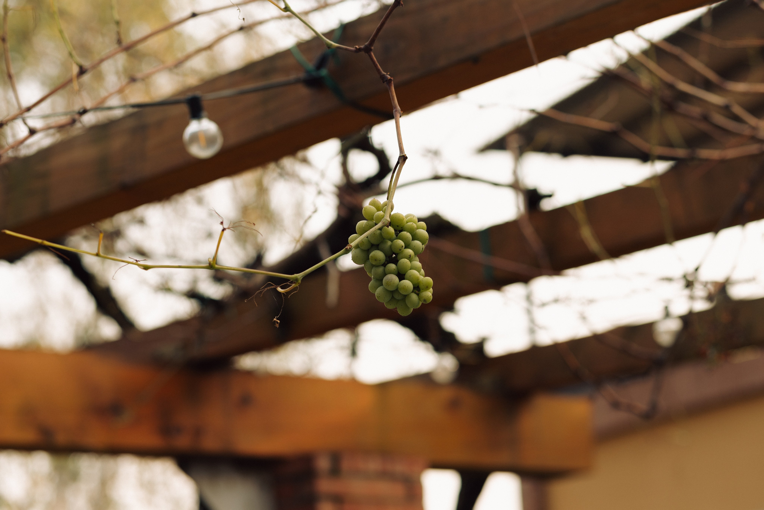 Autumn Wedding in the Vineyards of Piedmont, Italy — Kristina and Daniele. Liza Bizzaro — Italy Wedding, Love Story & Portrait Photographer in Milan, Turin, Piedmont and Across Italy
