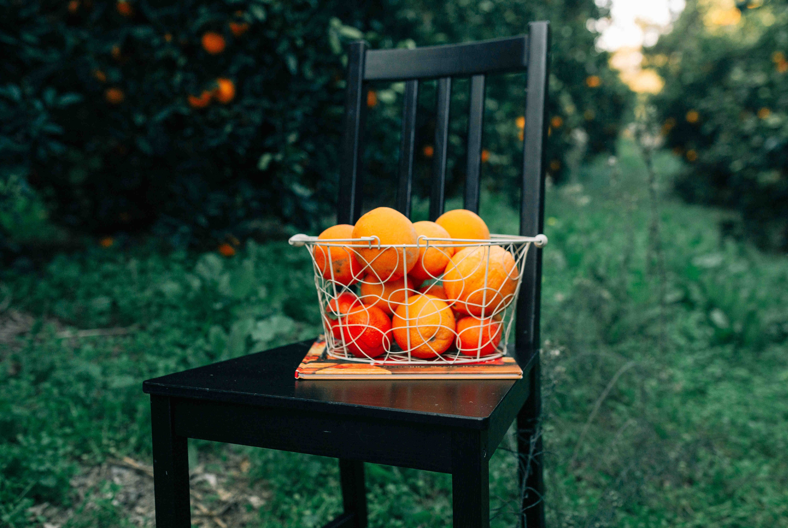 MANDARNINE GARDEN. Https://shi-photo.com/