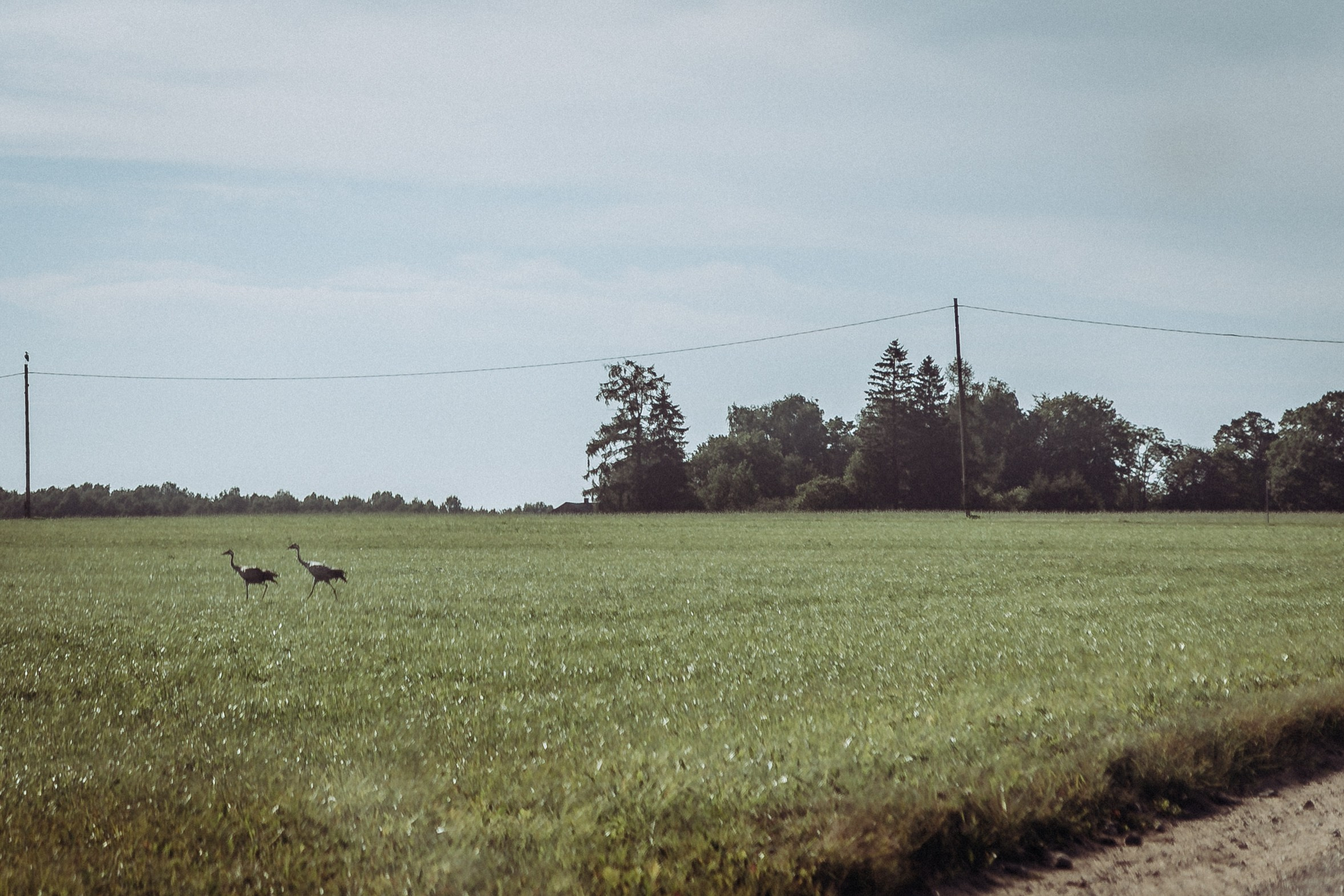 Wedding ceremony Agnese &Aleksandrs. Sandra Garanca Portrait and event photographer
