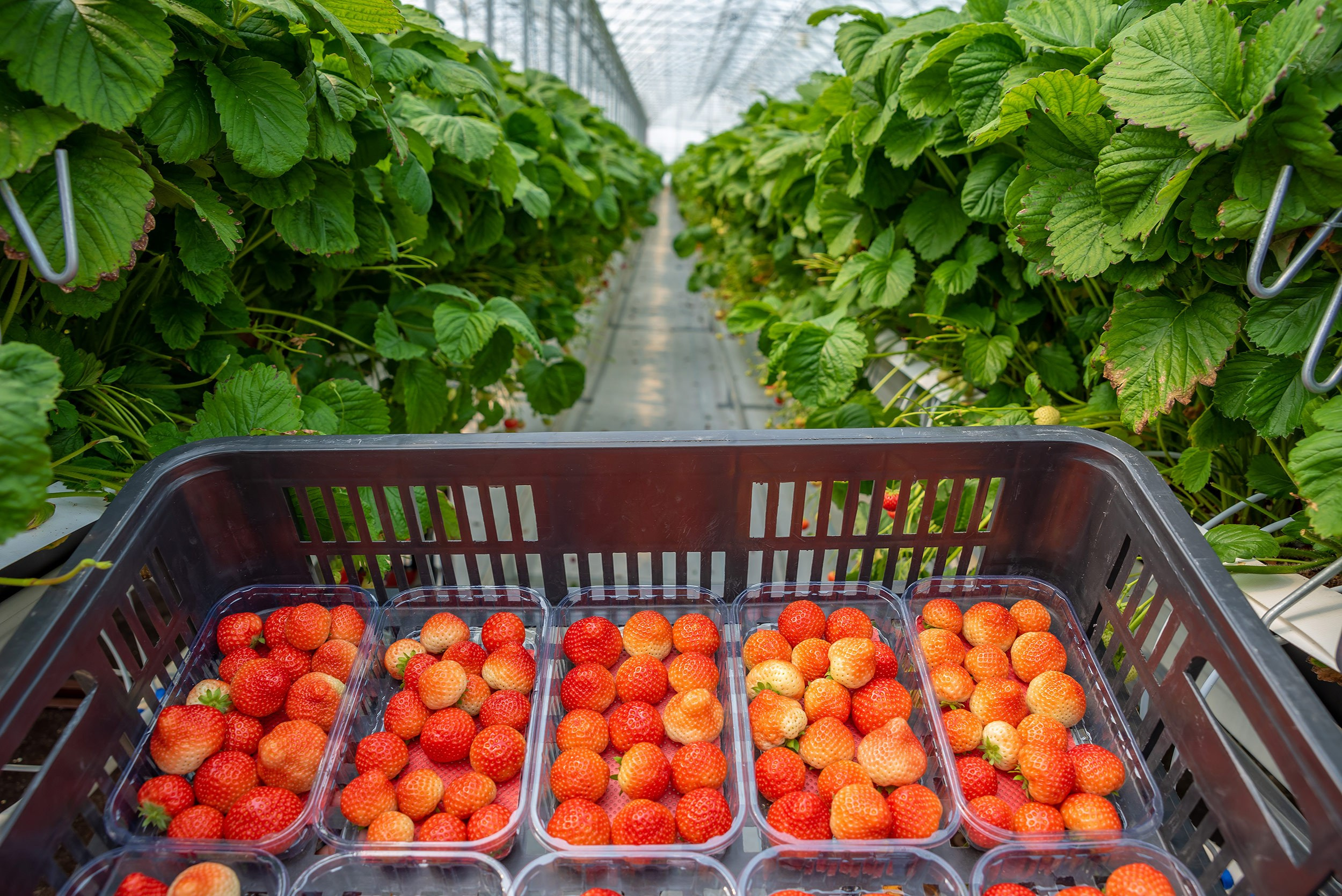 Rockberry. Фотограф в Ереване