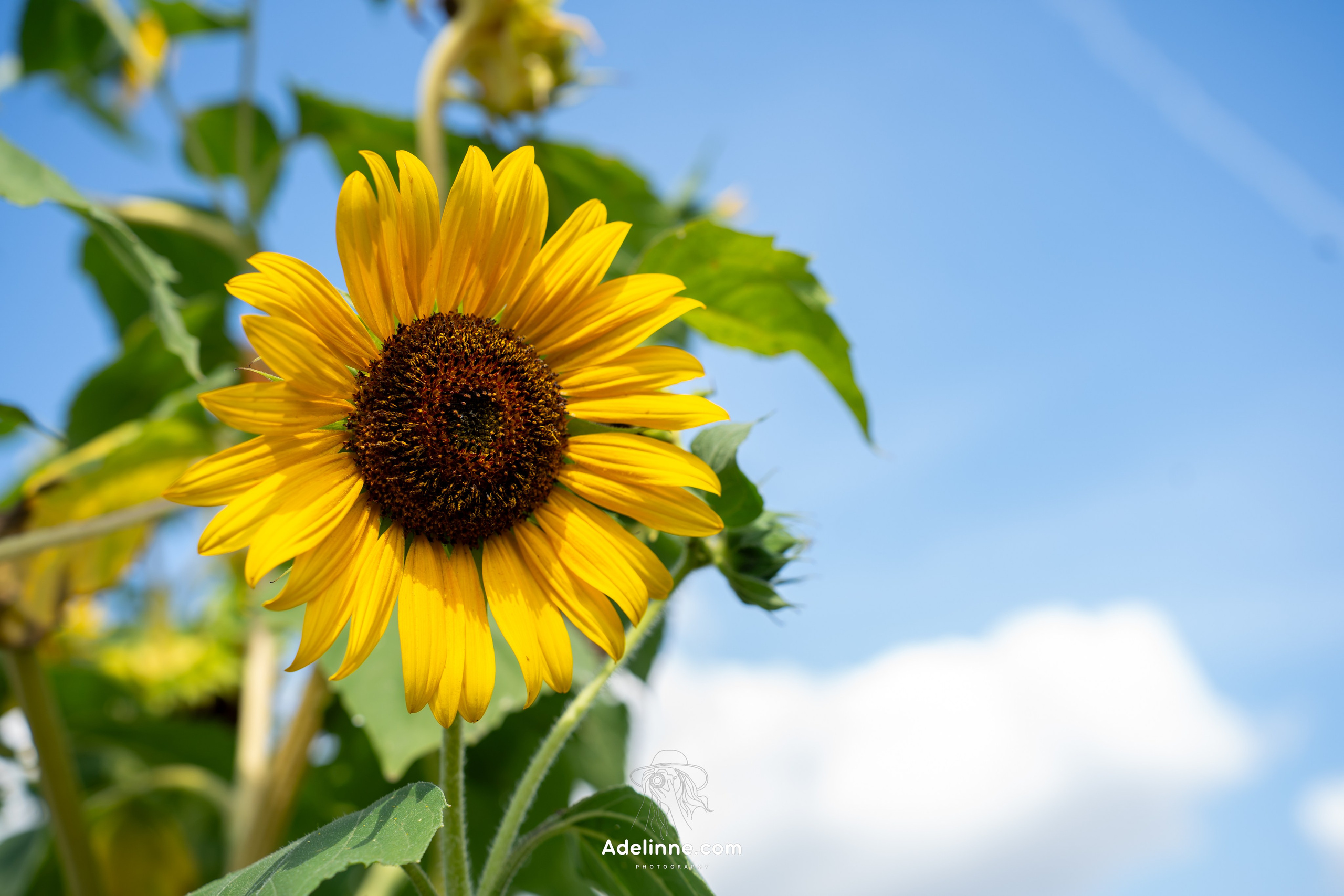 Ozora 2025. Adelinne