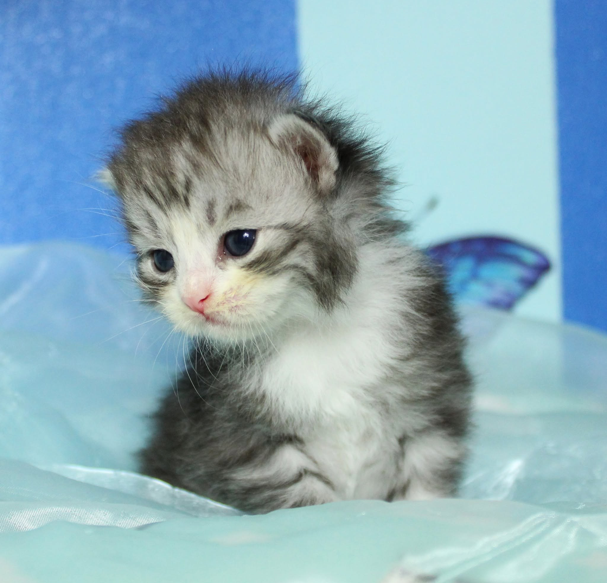 Katzen | Females. SIBERIALIS: Katzenzucht von Sibirischen und Neva Masquarade Katzen