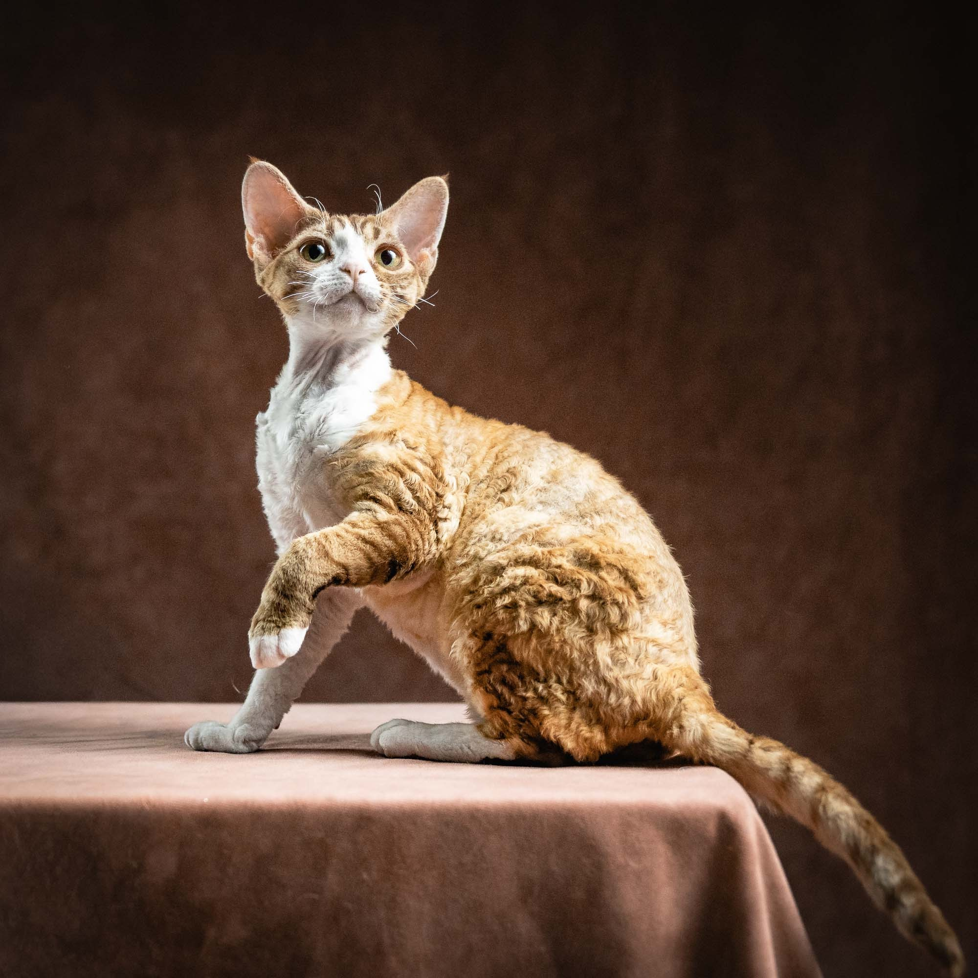 Houston, girl, born 04.20.25. Devon Rex Pixie Cattery