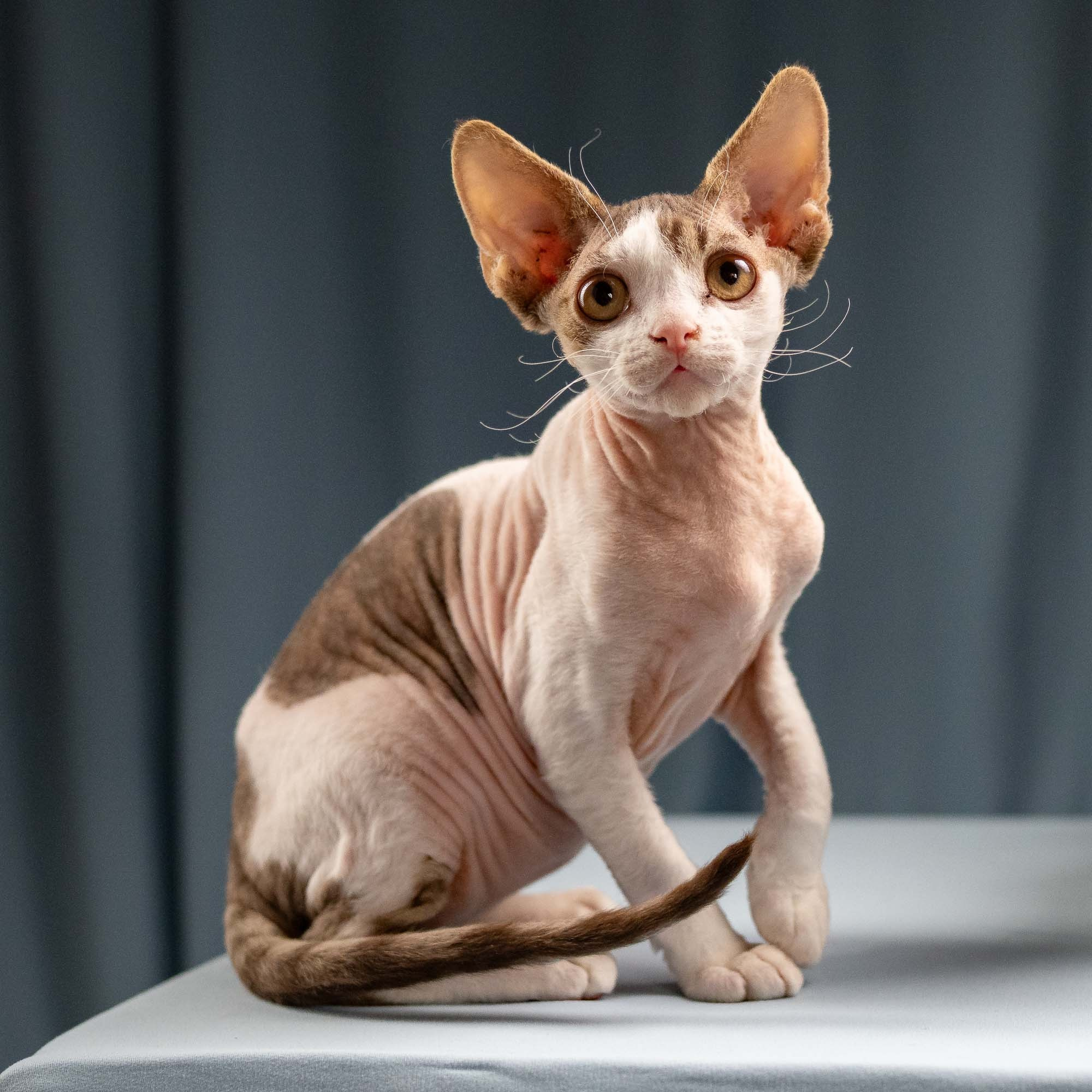 Hermes, boy, born 04.20.25. Devon Rex Pixie Cattery