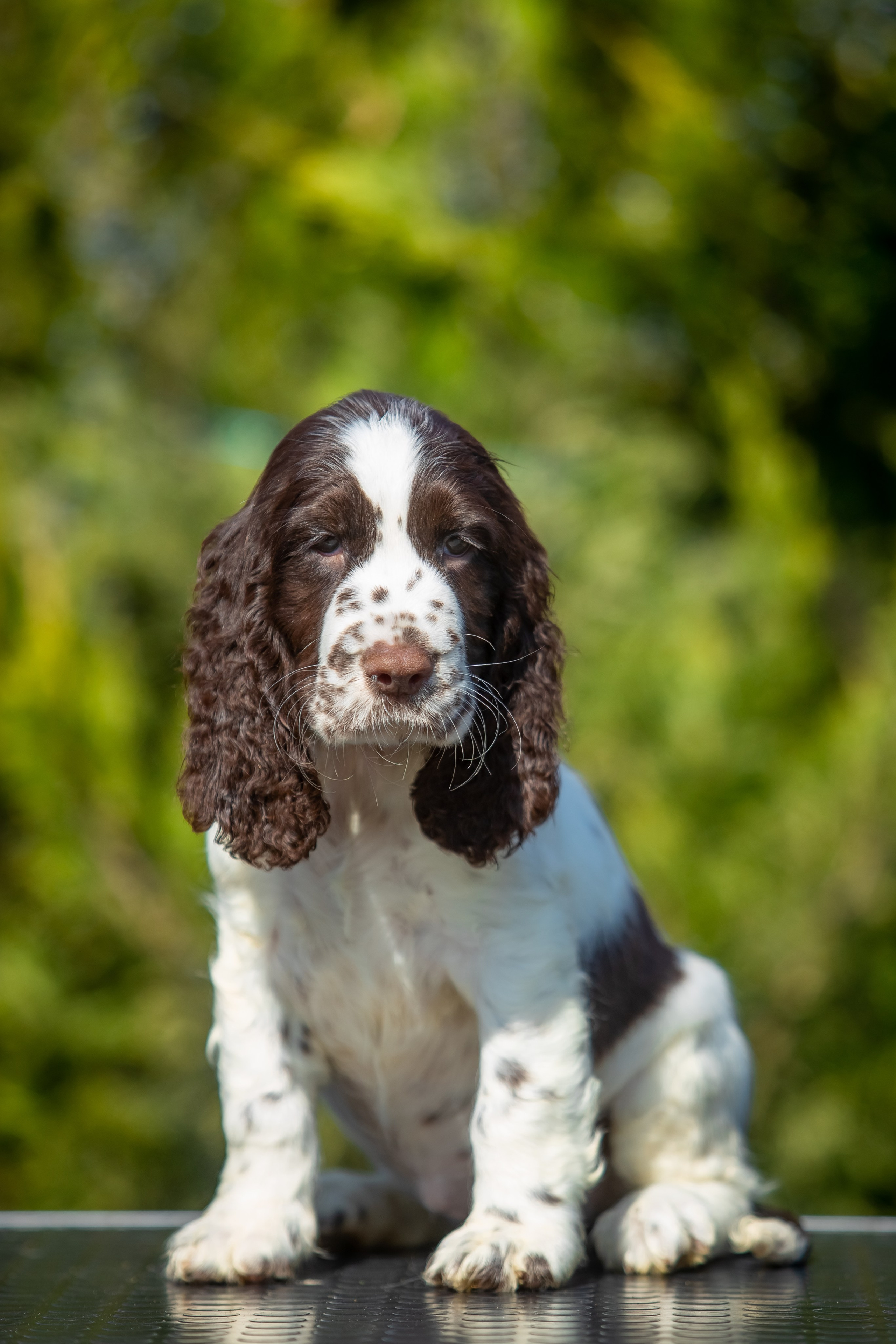 Female — Grey collar 🩶. Website of the titled stud dog of the Springer Spaniel breed