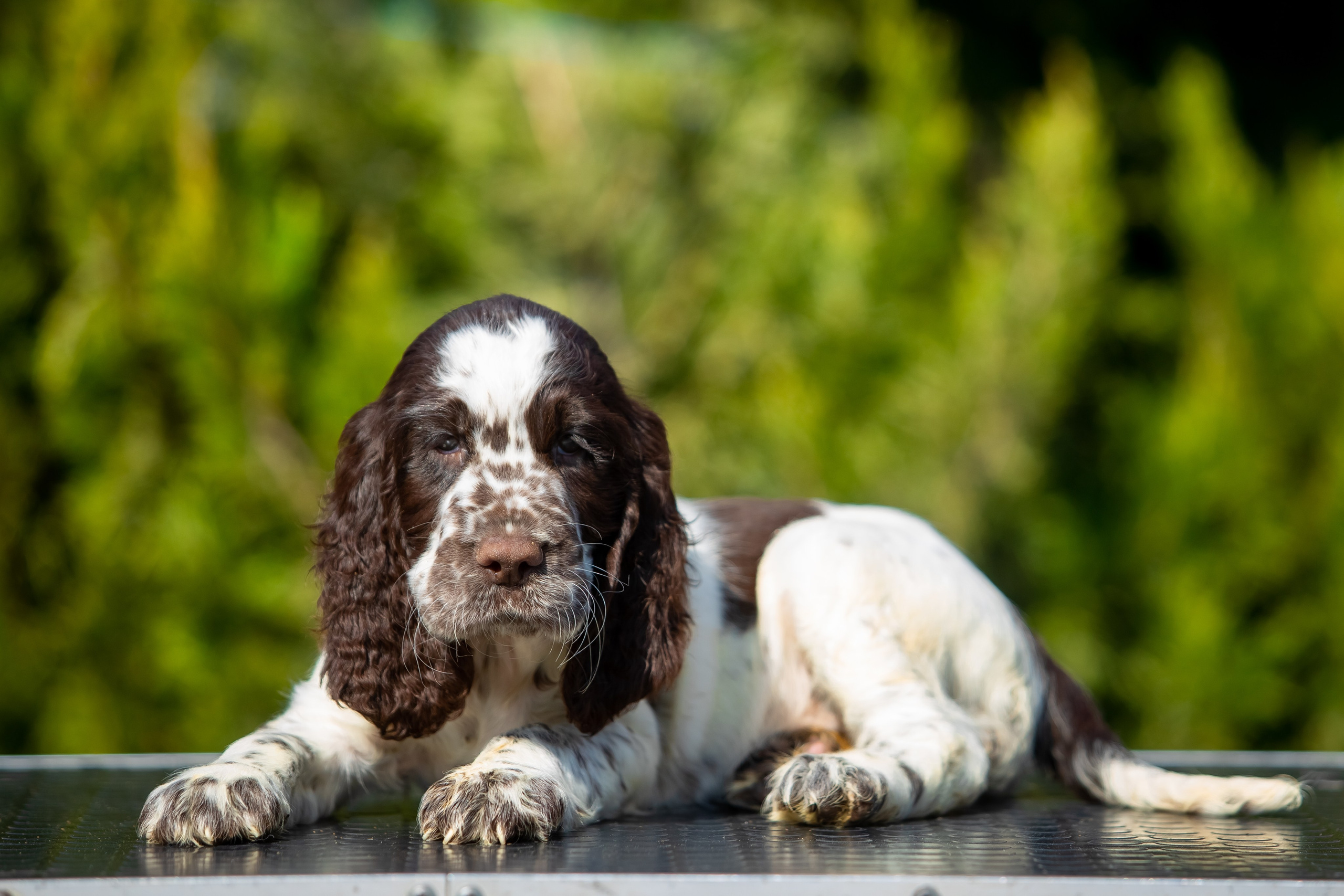Female — Red collar ❤️. Website of the titled stud dog of the Springer Spaniel breed