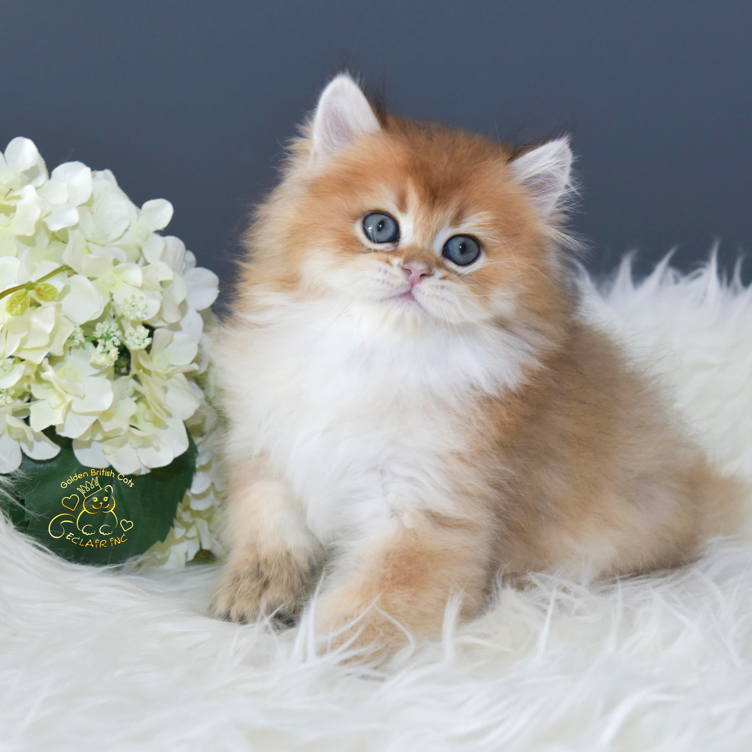 εκτροφείο βρετανικής κοντότριχης γάτας στην Αθήνα, εκτροφείο βρετανικής κοντότριχης στην Ελλάδα, βρετανική κοντότριχη γάτα τιμή, βρετανική μακρύτριχη γάτα τιμή