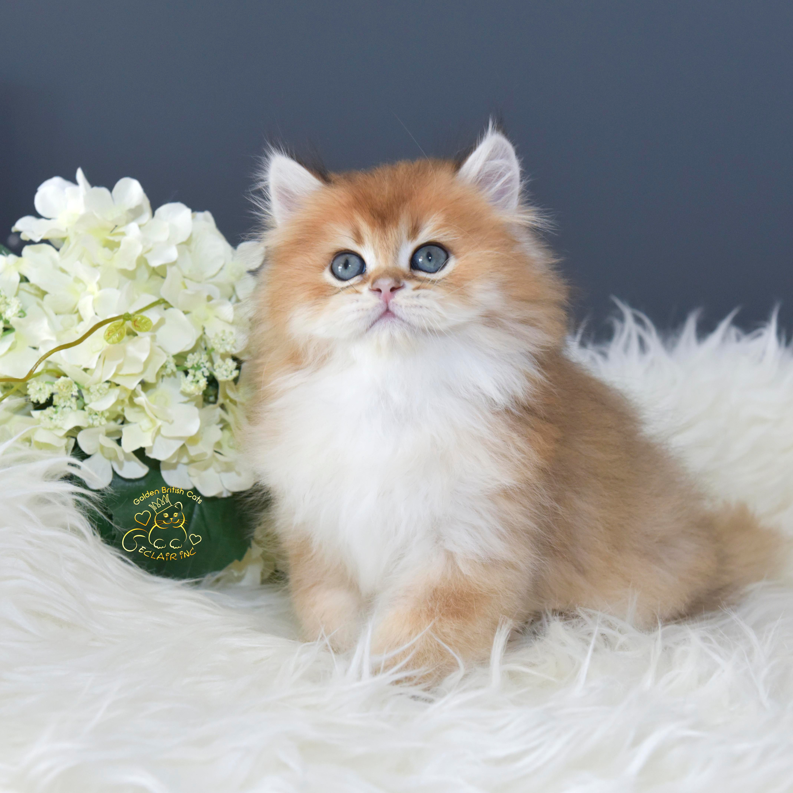 εκτροφείο βρετανικής κοντότριχης γάτας στην Αθήνα, εκτροφείο βρετανικής κοντότριχης στην Ελλάδα, βρετανική κοντότριχη γάτα τιμή, βρετανική μακρύτριχη γάτα τιμή