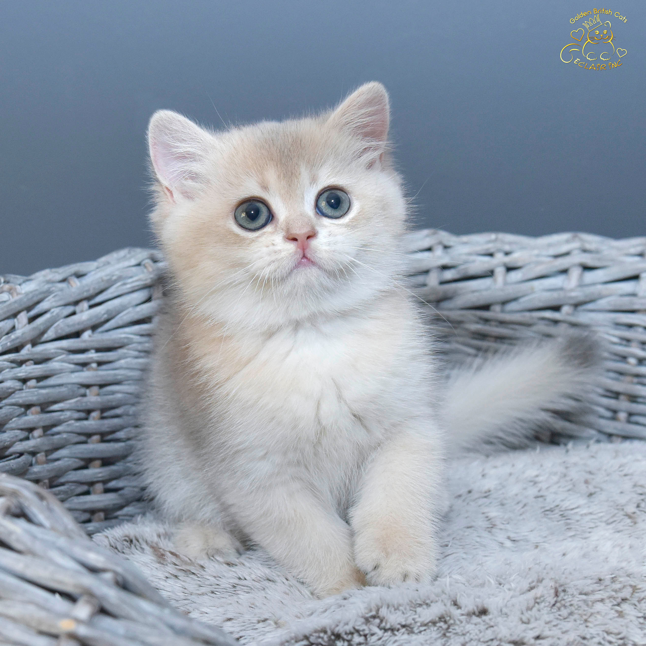 Βρετανικά γατάκια στην Αθήνα, βρετανικά γατάκια Κύπρος, βρετανική γάτα Λεμεσός, βρετανική γάτα Κύπρος τιμή, εκτροφείο βρετανικής γάτας Κύπρος, εκτροφείο βρετανικής γάτας Λεμεσός, εκτροφείο βρετανικής γάτας Λάρνακα, εκτροφείο βρετανικής κοντότριχης γάτας στην Αθήνα, εκτροφείο βρετανικής κοντότριχης στην Ελλάδα, βρετανική κοντότριχη γάτα τιμή