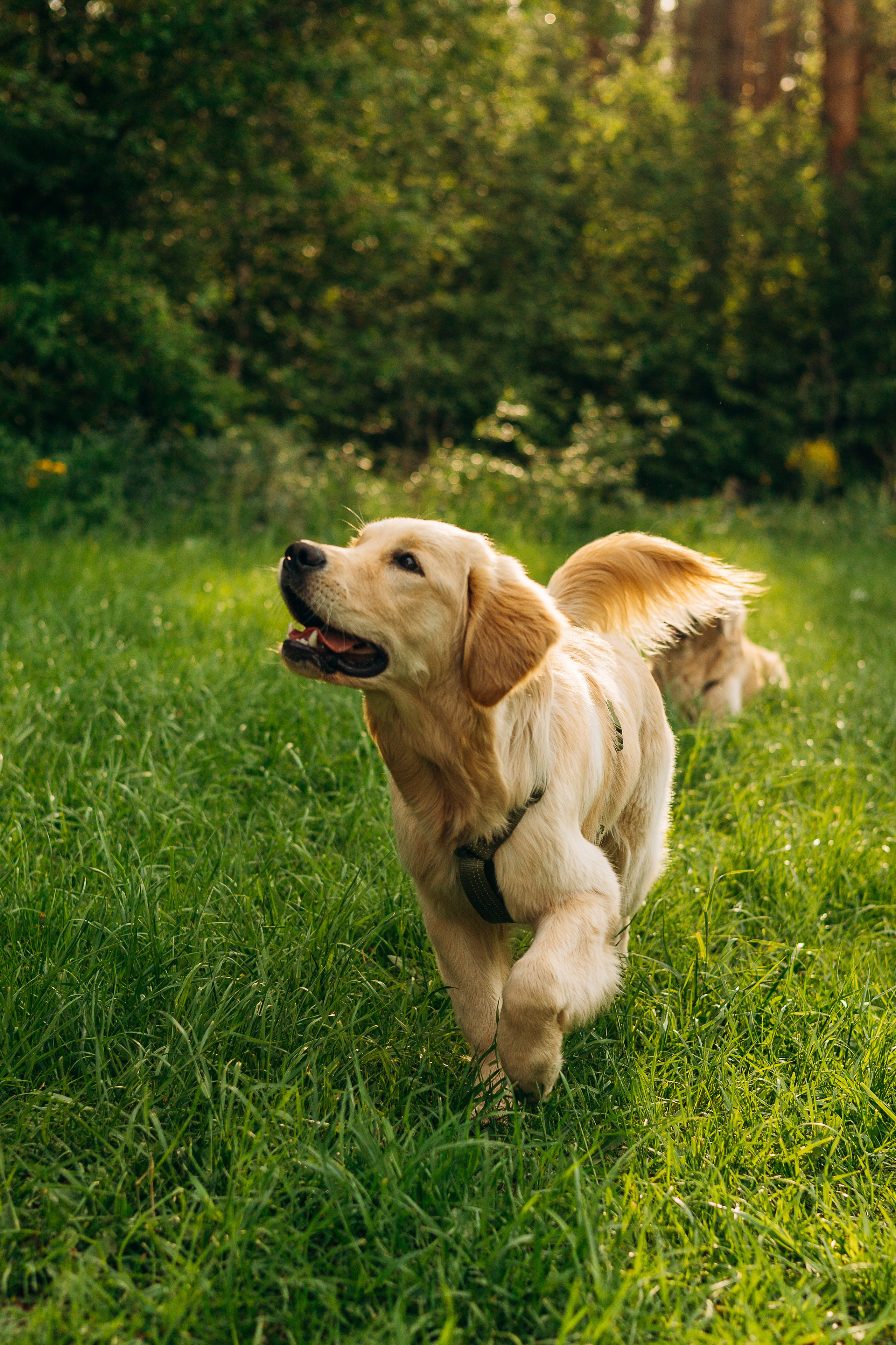 Настя, Арчи, Арагон. Фотограф-анималист | Белград
