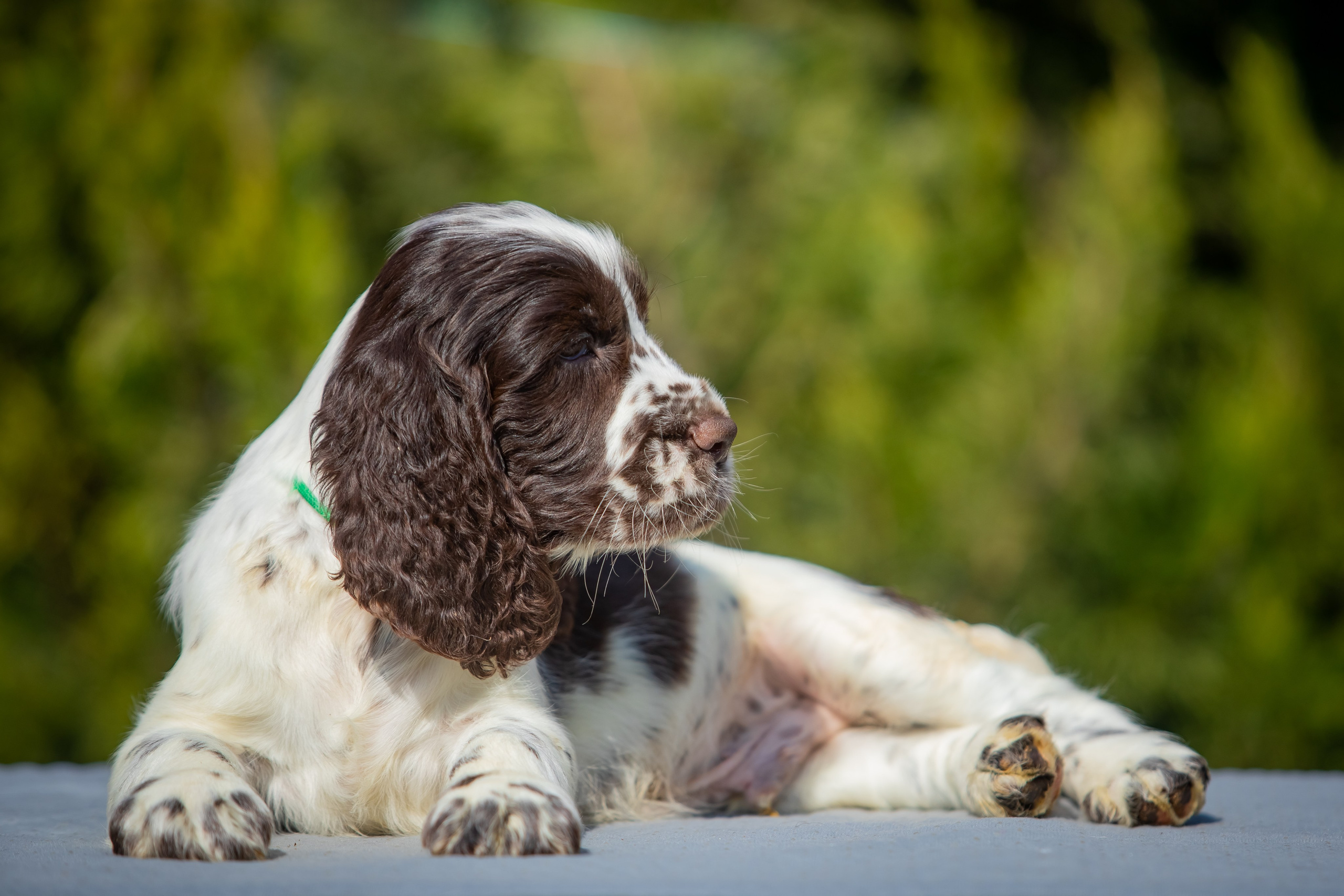 Male — Green collar 💚. Website of the titled stud dog of the Springer Spaniel breed