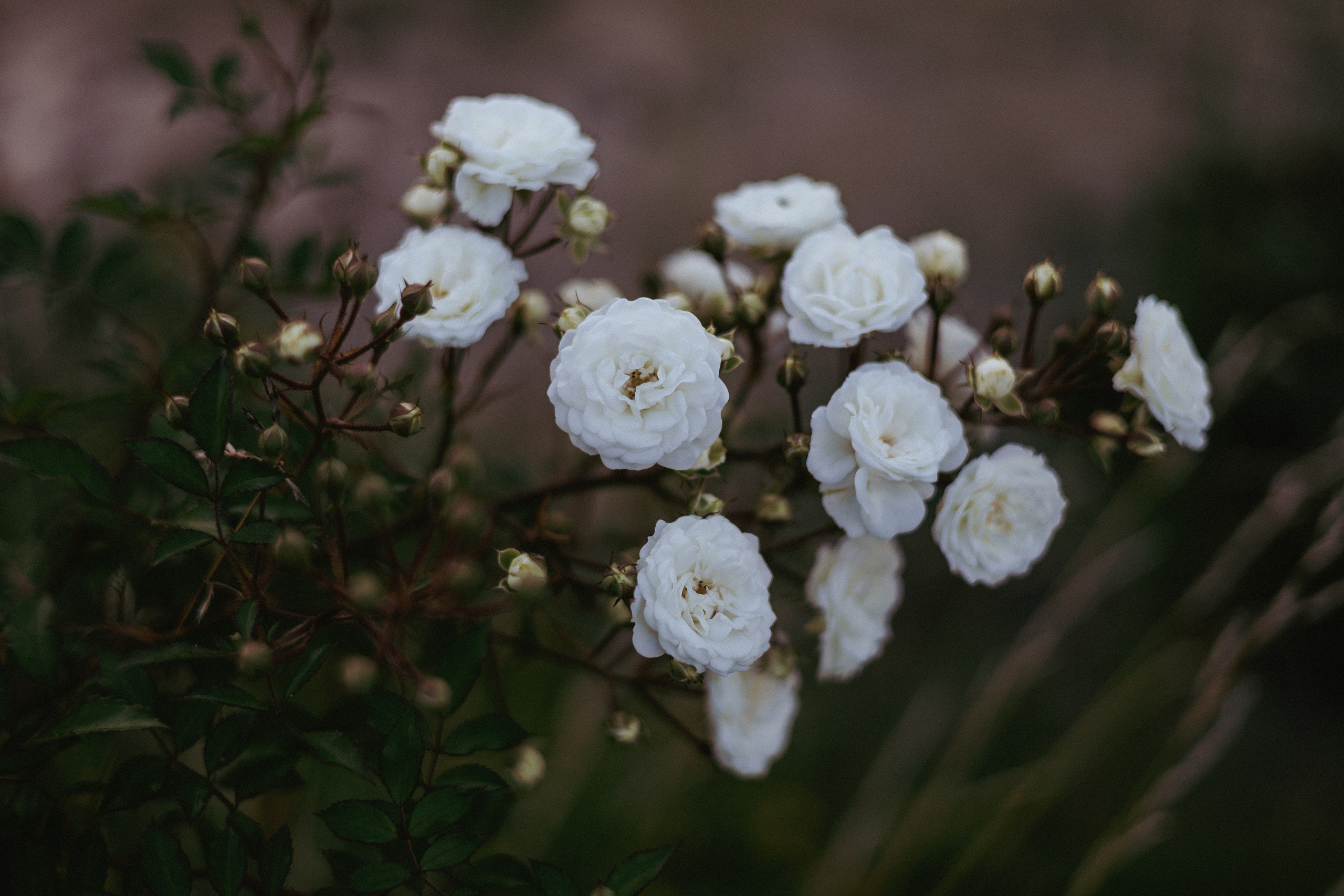 Rugilė. Fotografė Aleksandra Samozvanova