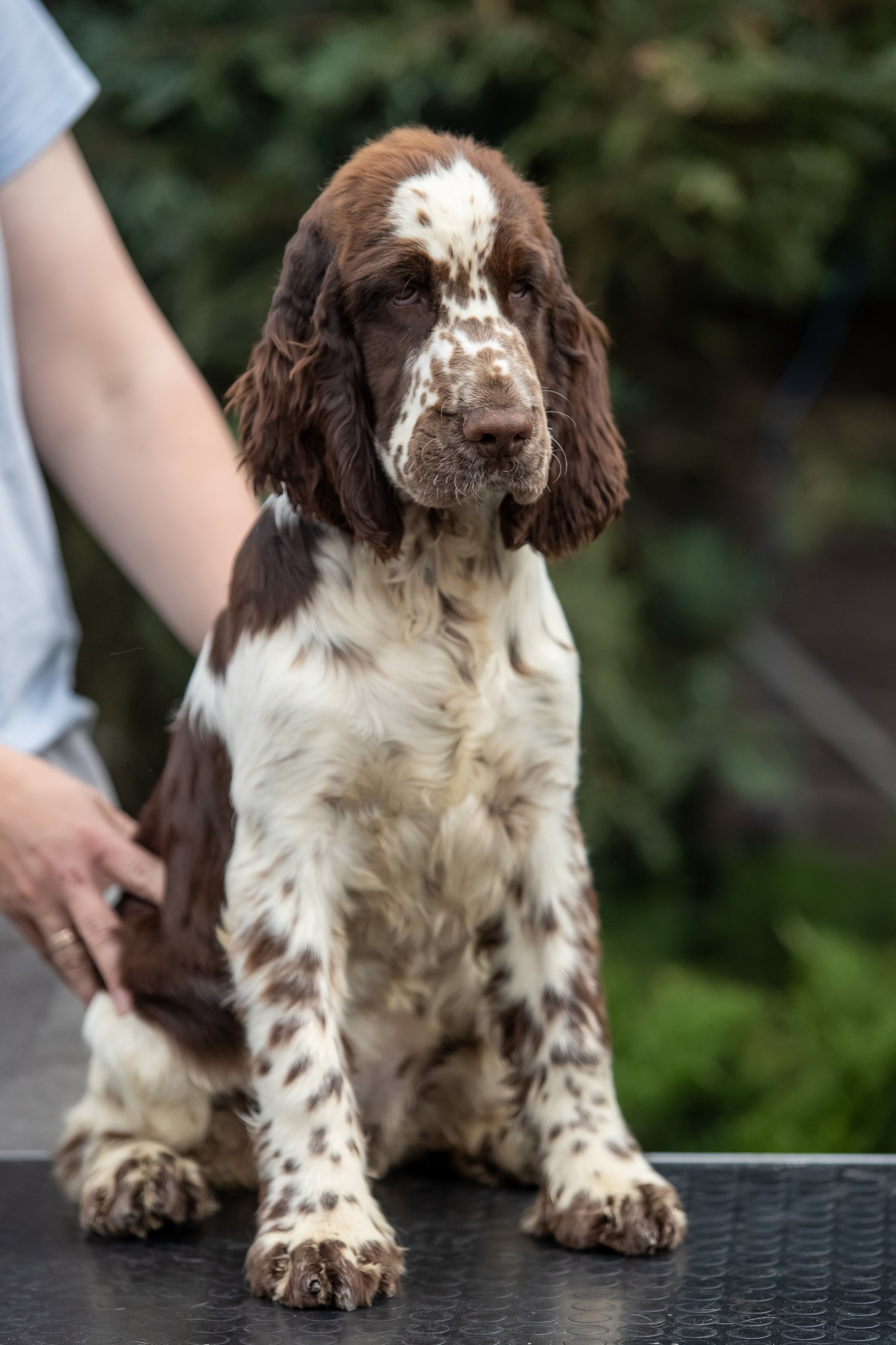 Female — Red collar ❤️. Website of the titled stud dog of the Springer Spaniel breed