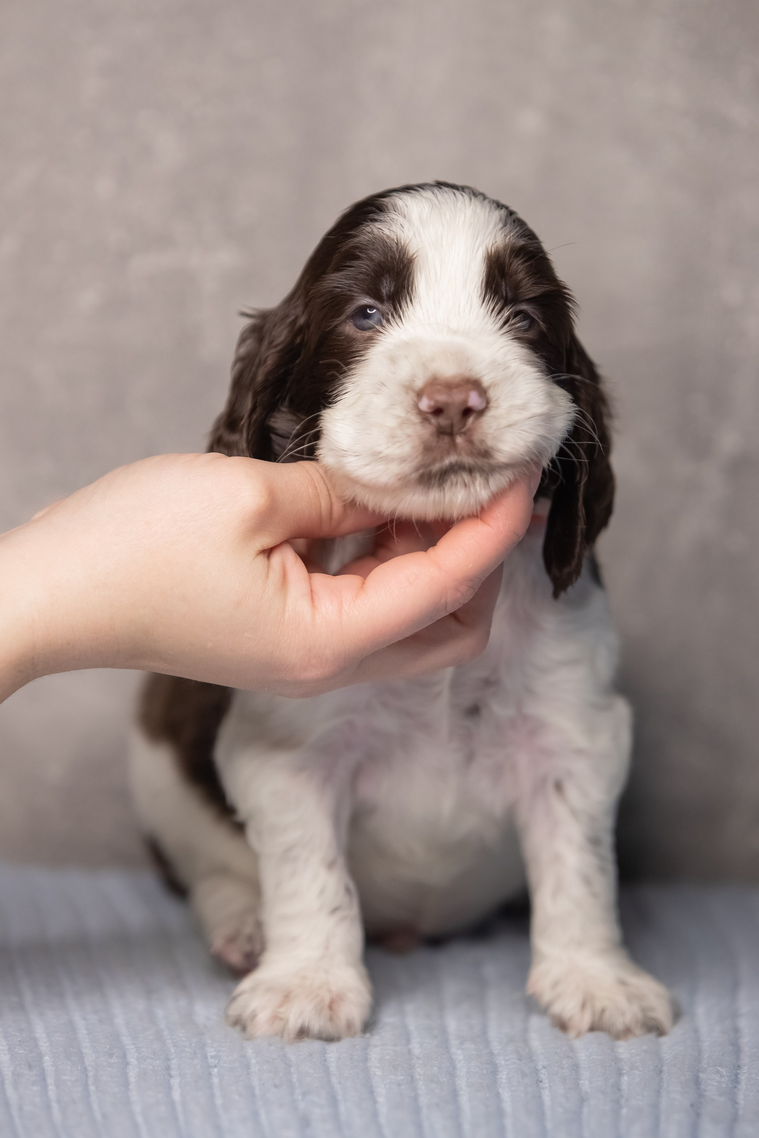 Male — Orange collar 🧡. Website of the titled stud dog of the Springer Spaniel breed