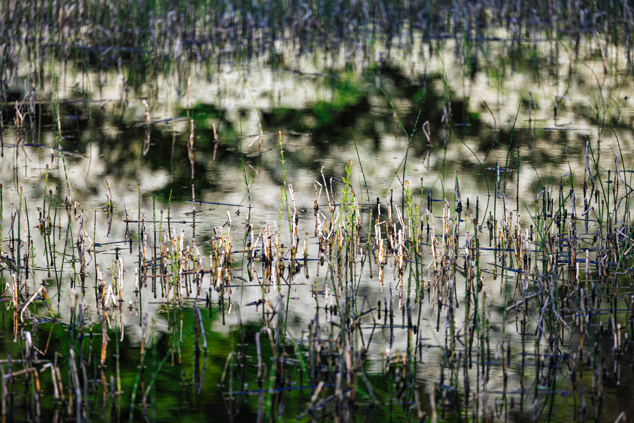 Woman and nature. Timeless Wedding & Event Photography from London to the world