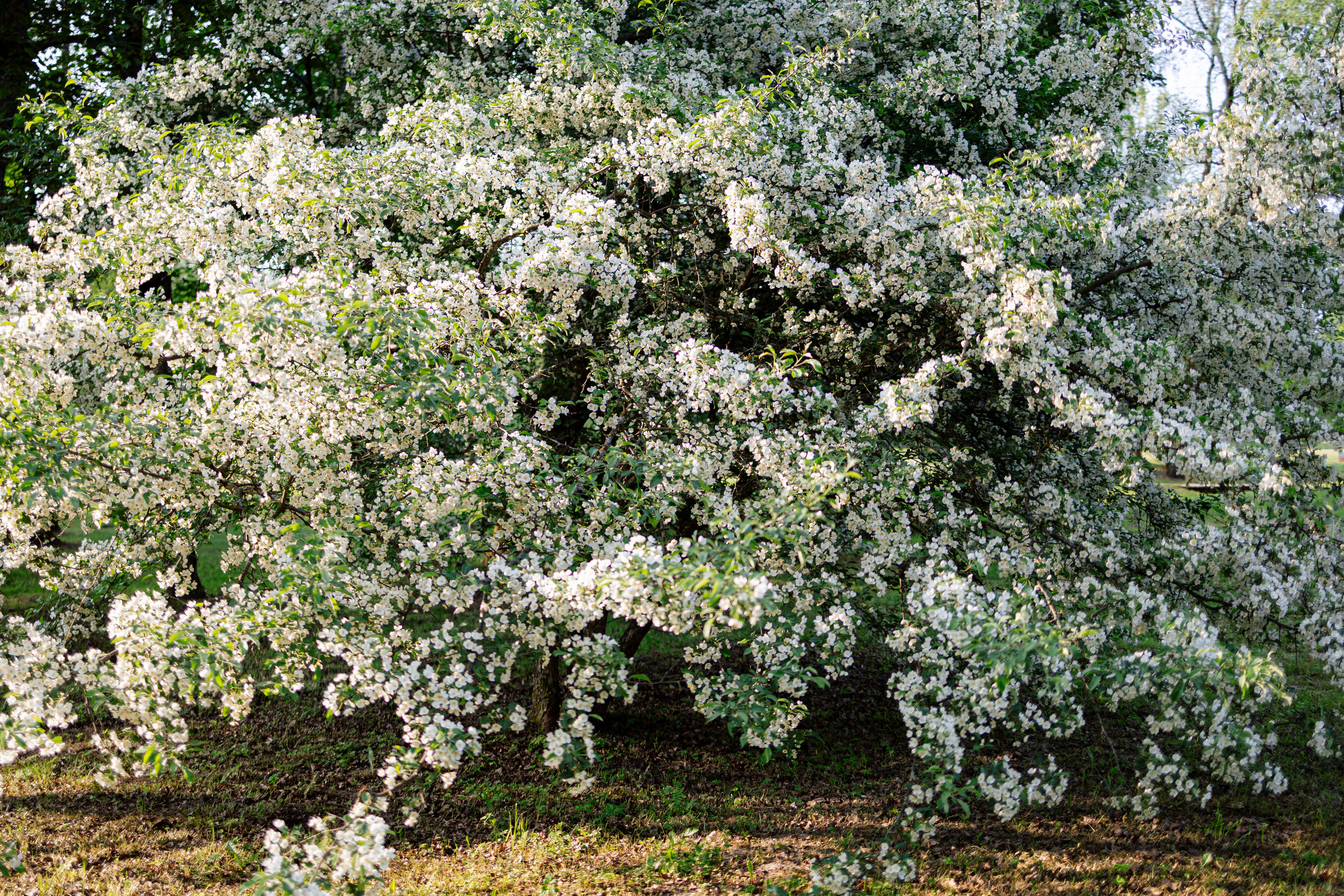Woman and nature. Timeless Wedding & Event Photography from London to the world