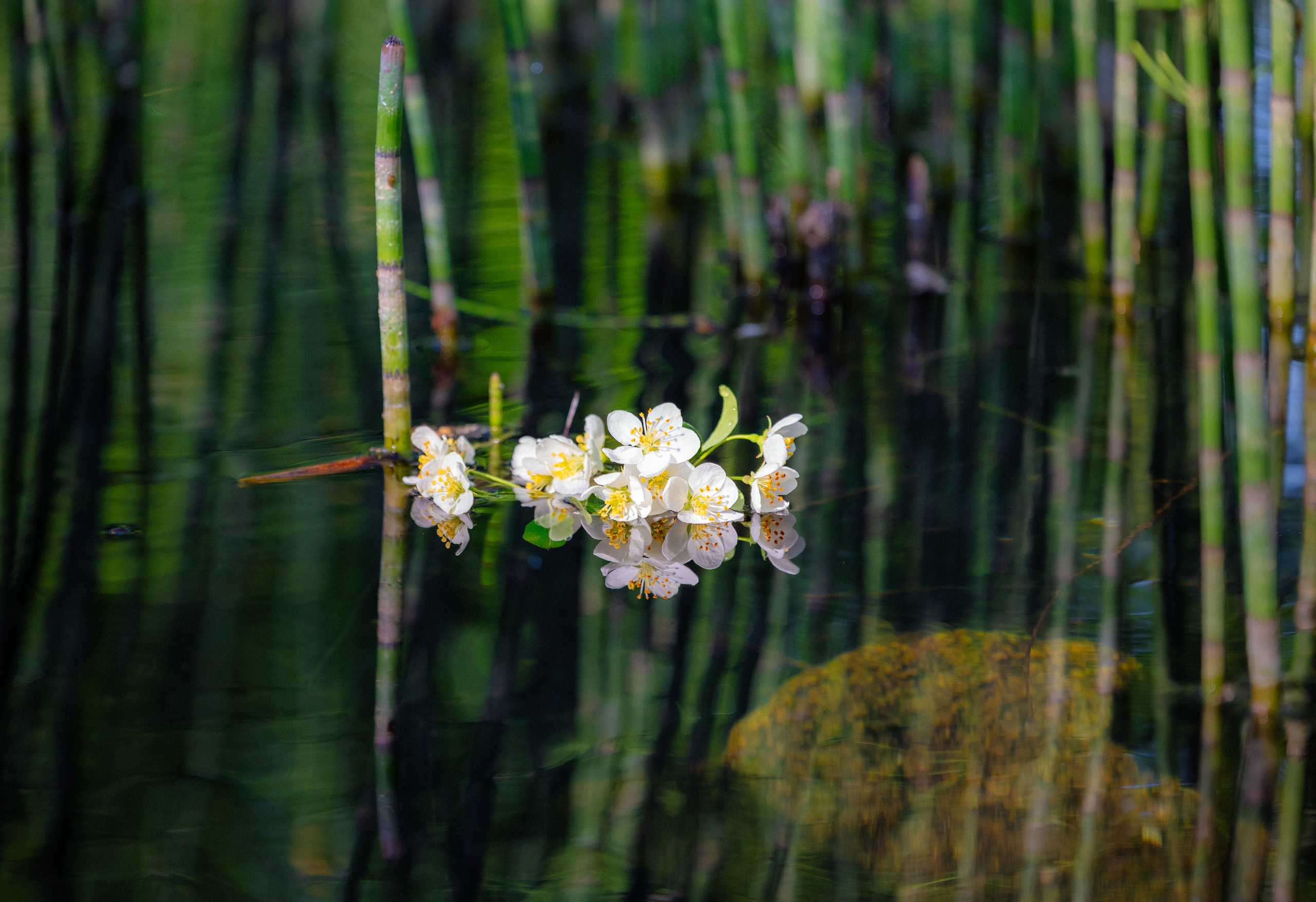 Woman and nature. Timeless Wedding & Event Photography from London to the world