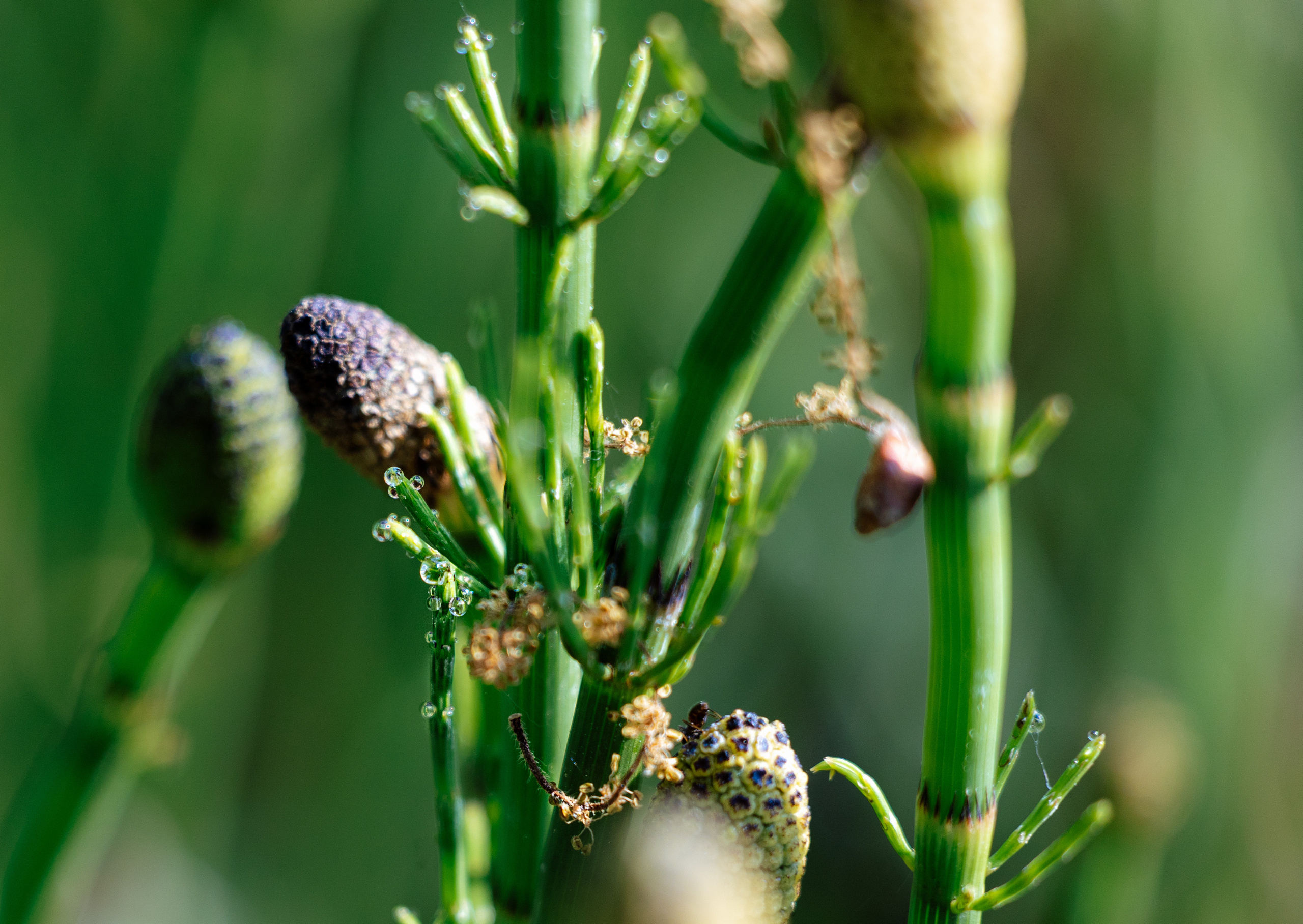 Woman and nature. Timeless Wedding & Event Photography from London to the world