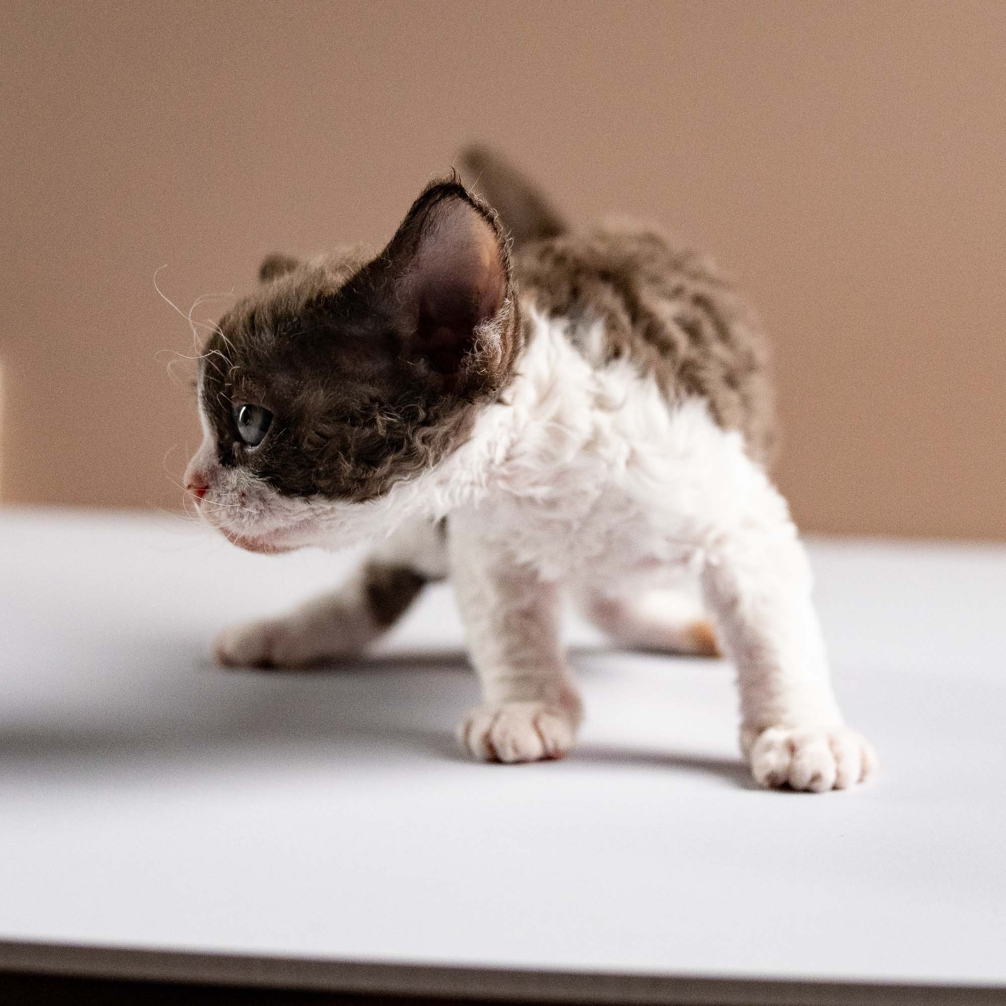 Pascal, boy, born 02.11.26. Devon Rex Pixie Cattery