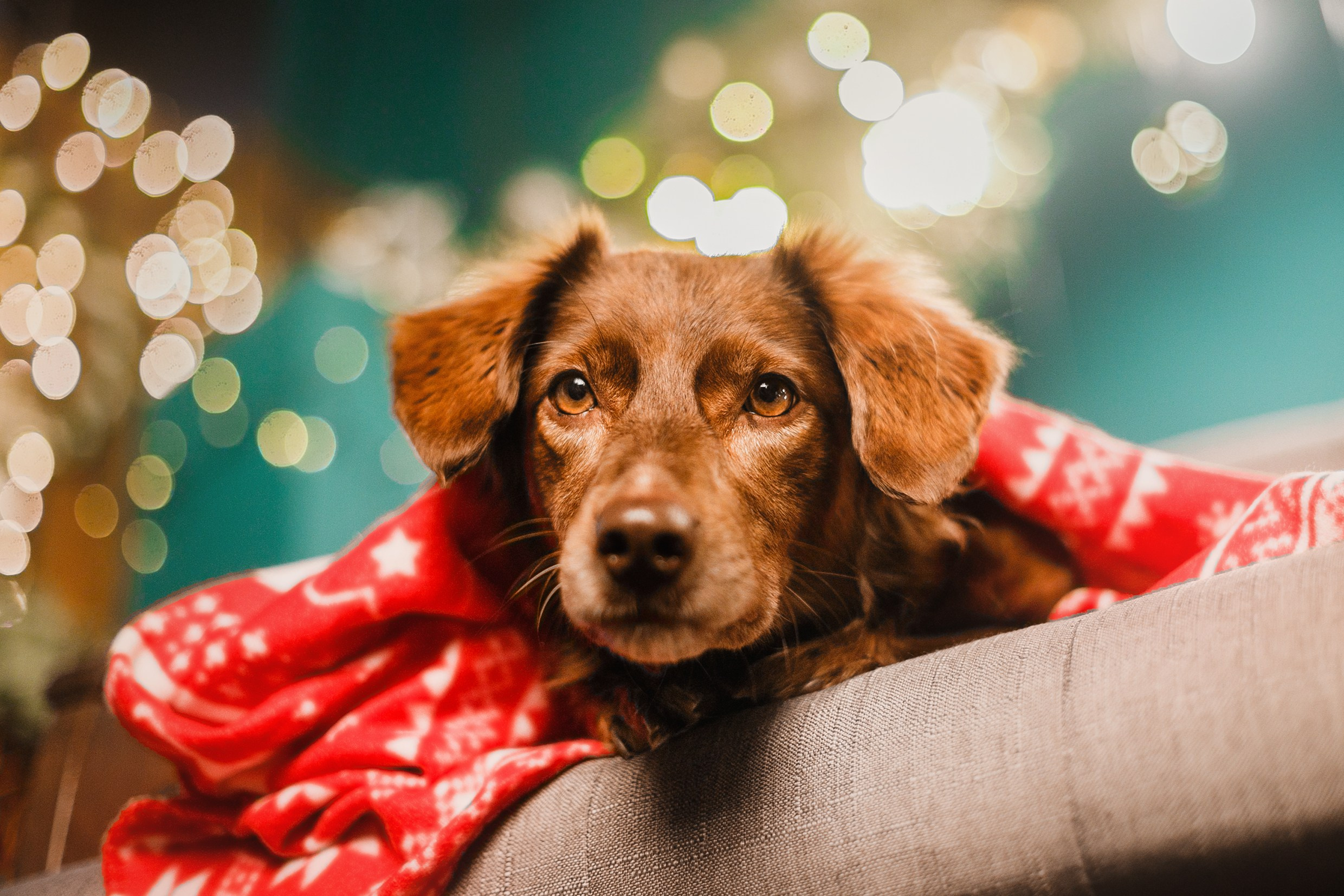 Lana, Edgar and Mucha | new year studio. Kaja | fotograf psów we Wrocławiu