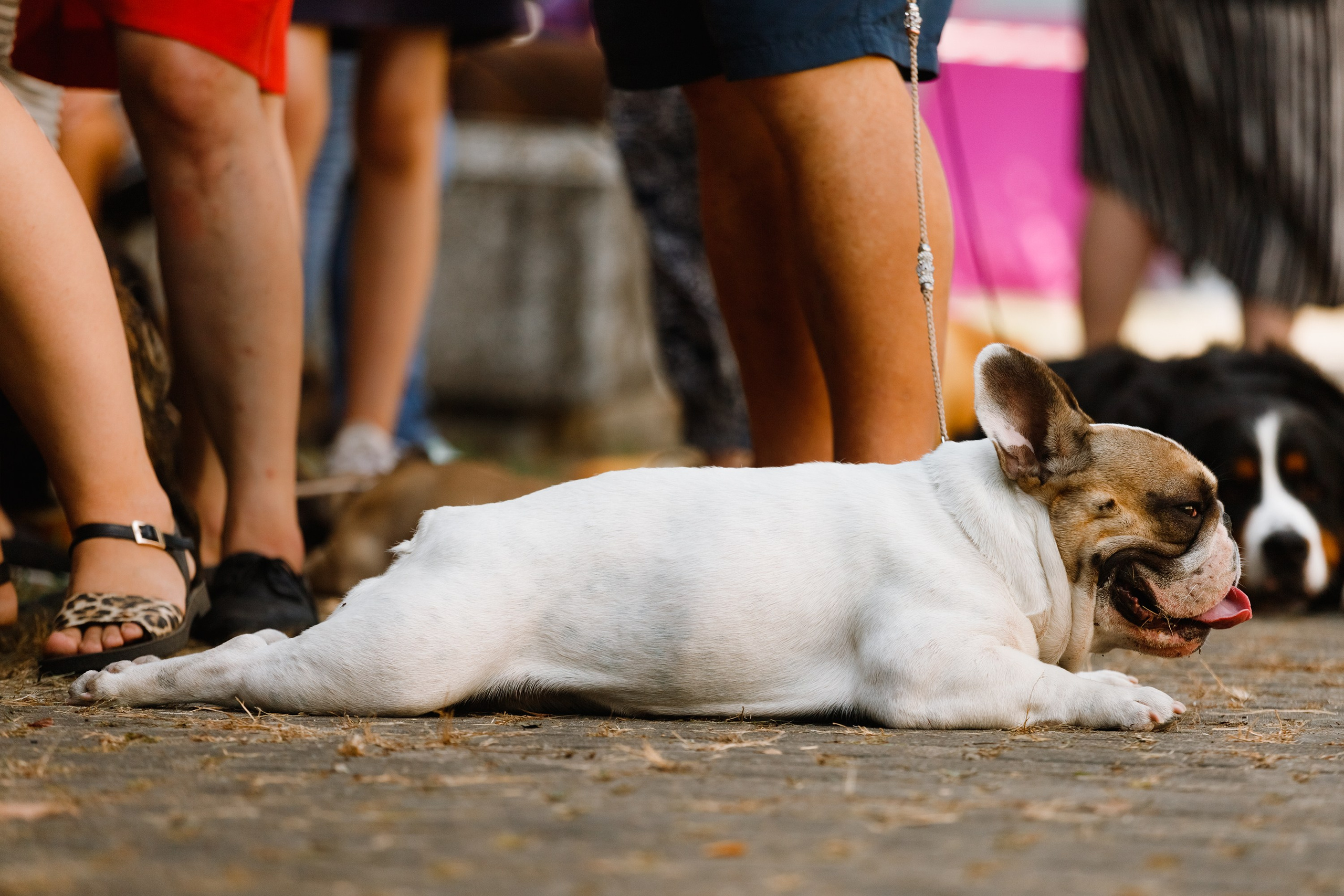 «Argus» dog show in Brest. Kaja | fotograf we Wrocławiu | ludzie i psy