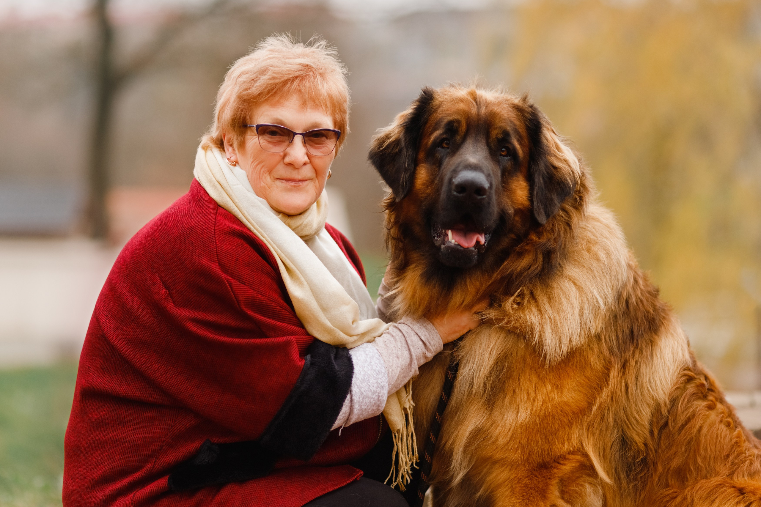Leonbergers. Kaja | fotograf we Wrocławiu | ludzie i psy