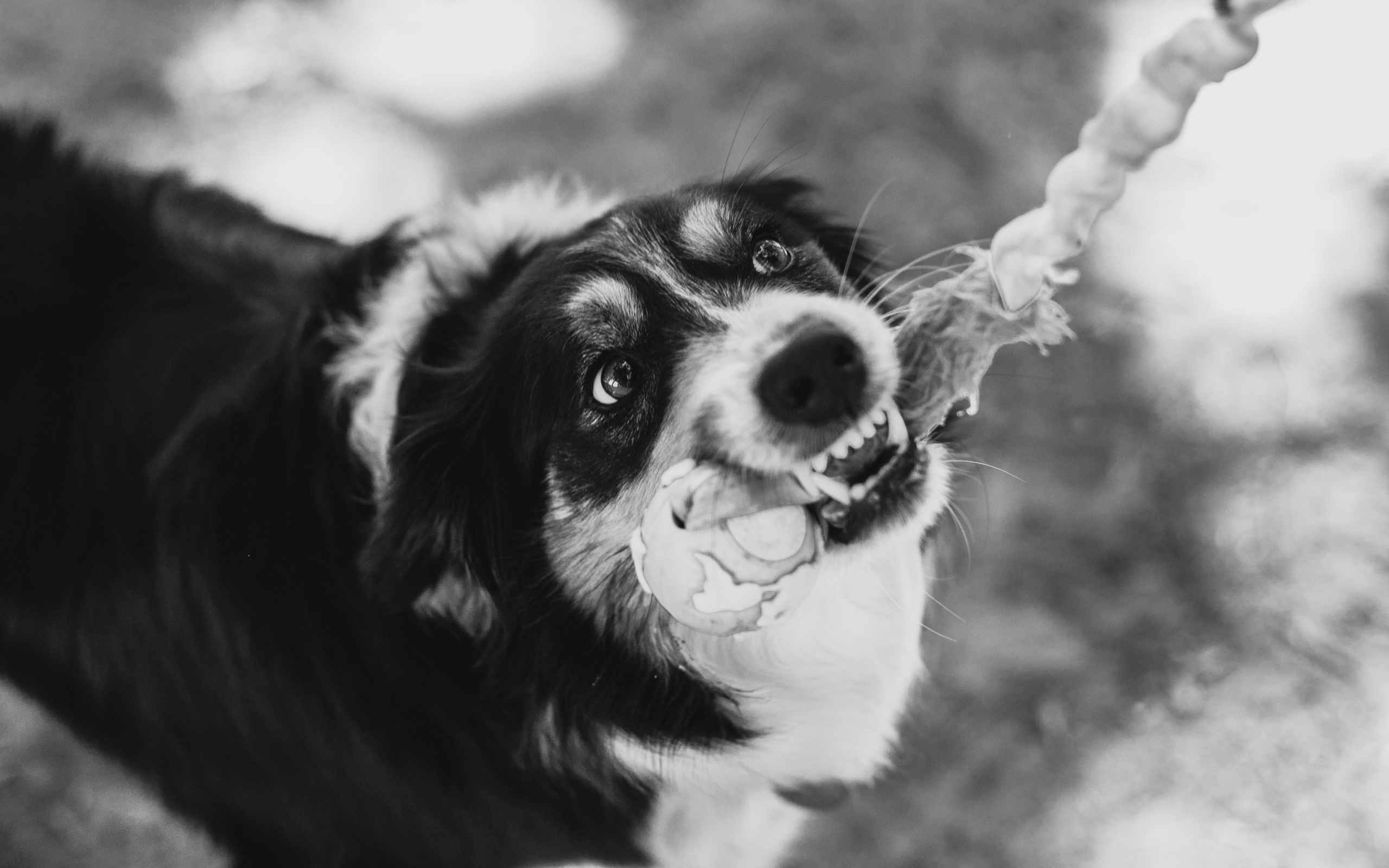 Dog trainer blog content. Kaja | fotograf we Wrocławiu | ludzie i psy