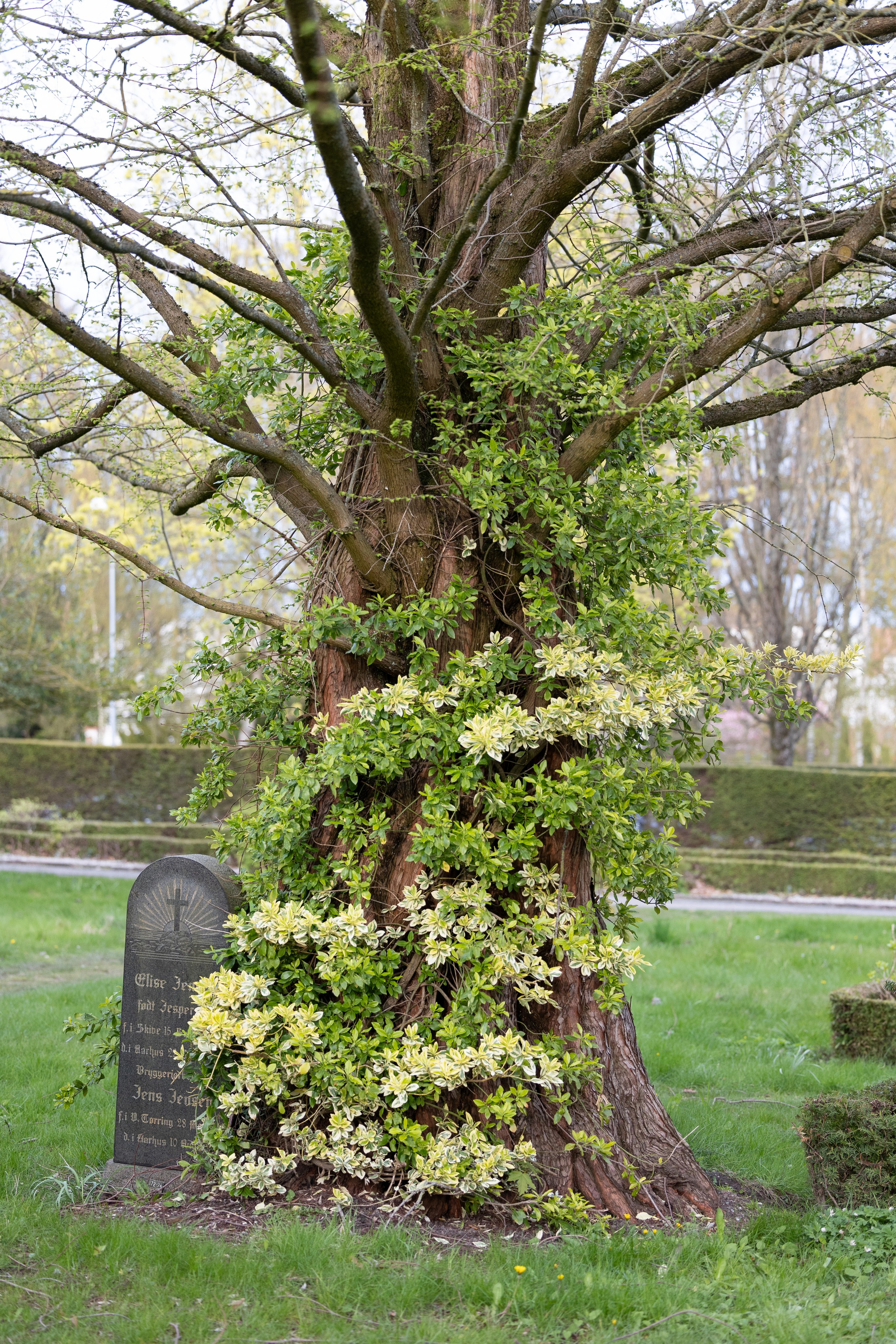 Forår. Fotograf Aarhus | Portrætfoto Århus | Flotte billeder