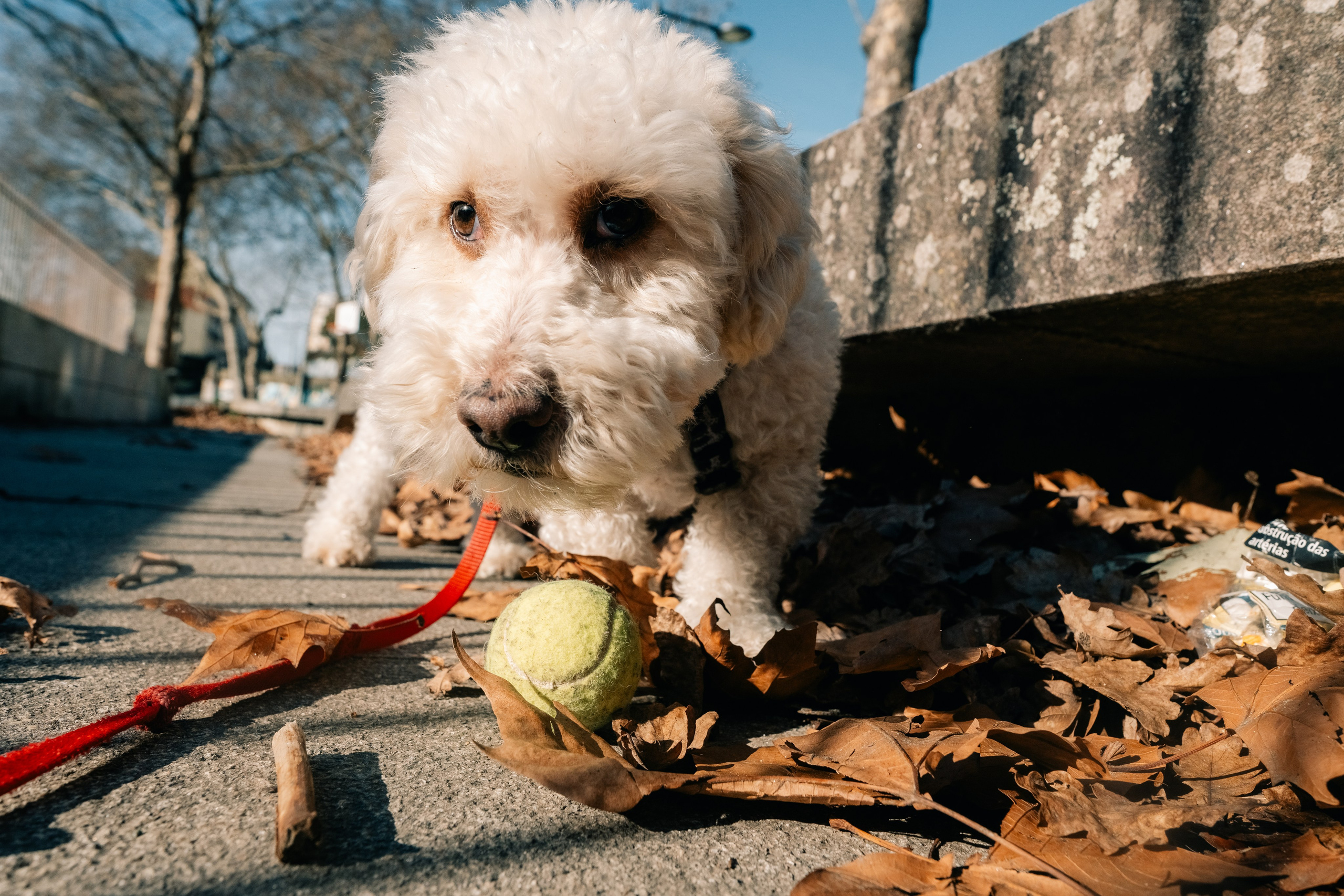 Yana & Doggos in Bonfim. Maria Sher. Professional photographer from Porto, Portugal