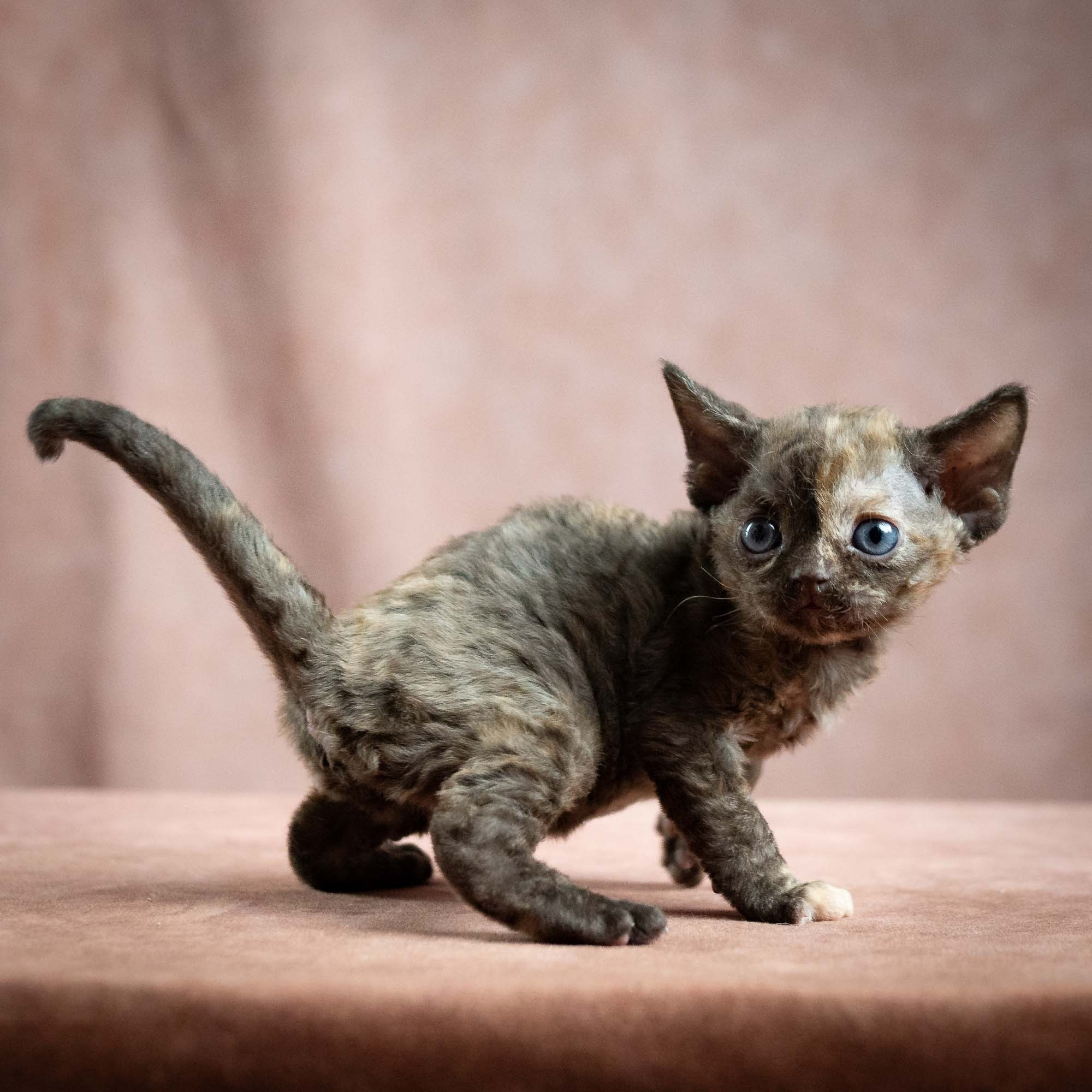 Mocha, girl, born 01.15.26. Devon Rex Pixie Cattery