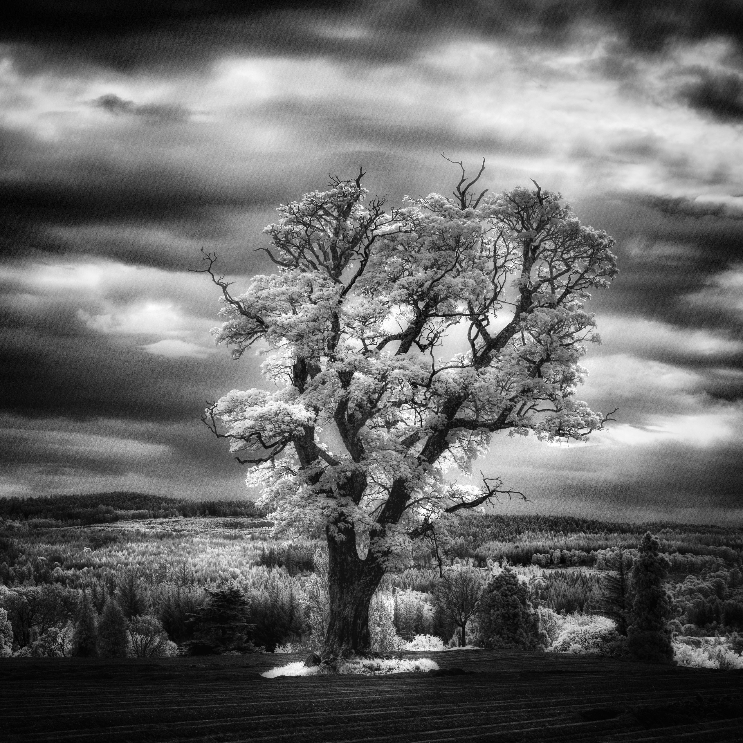 Trees. Infrared Scotland