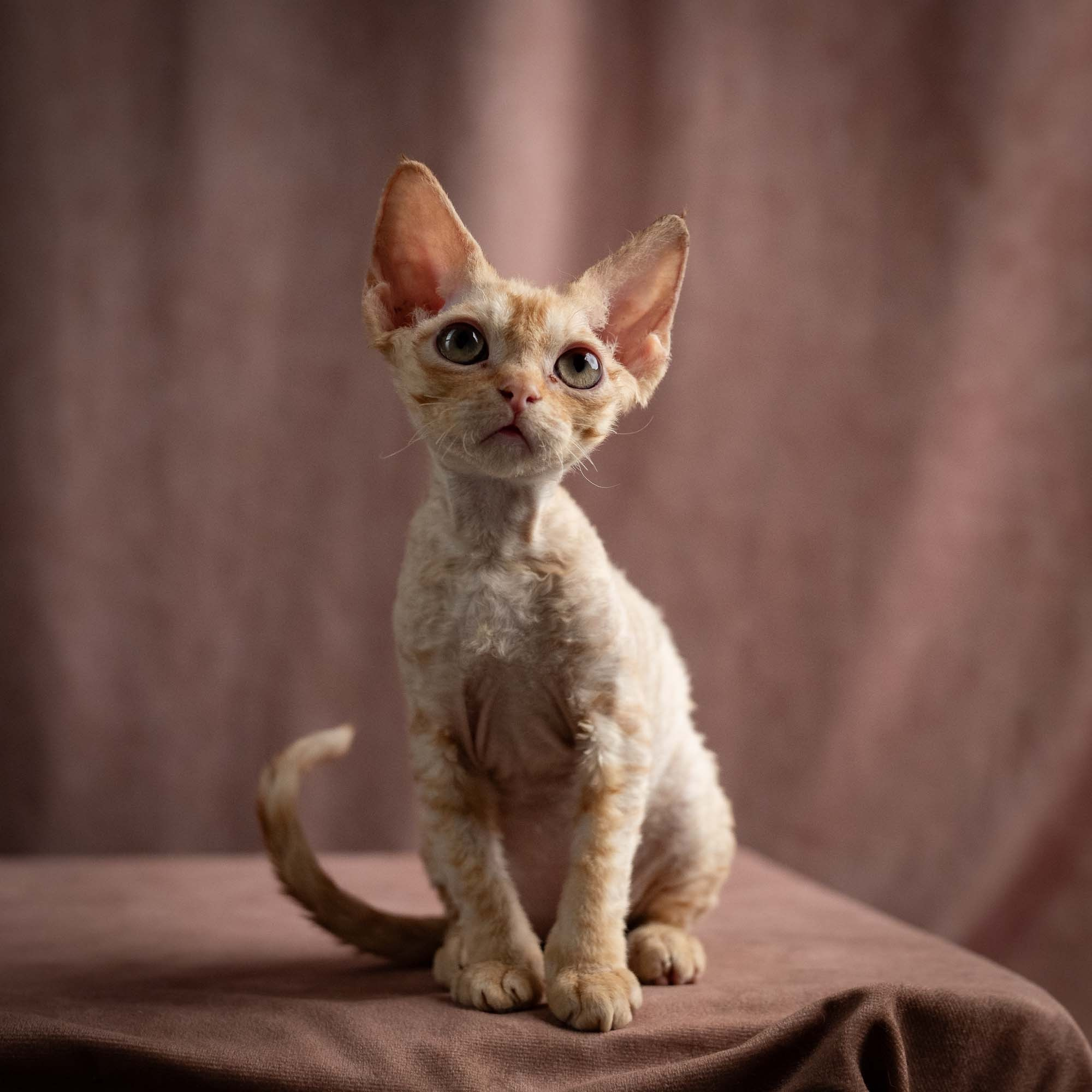 Piper, girl, born 02.11.26. Devon Rex Pixie Cattery