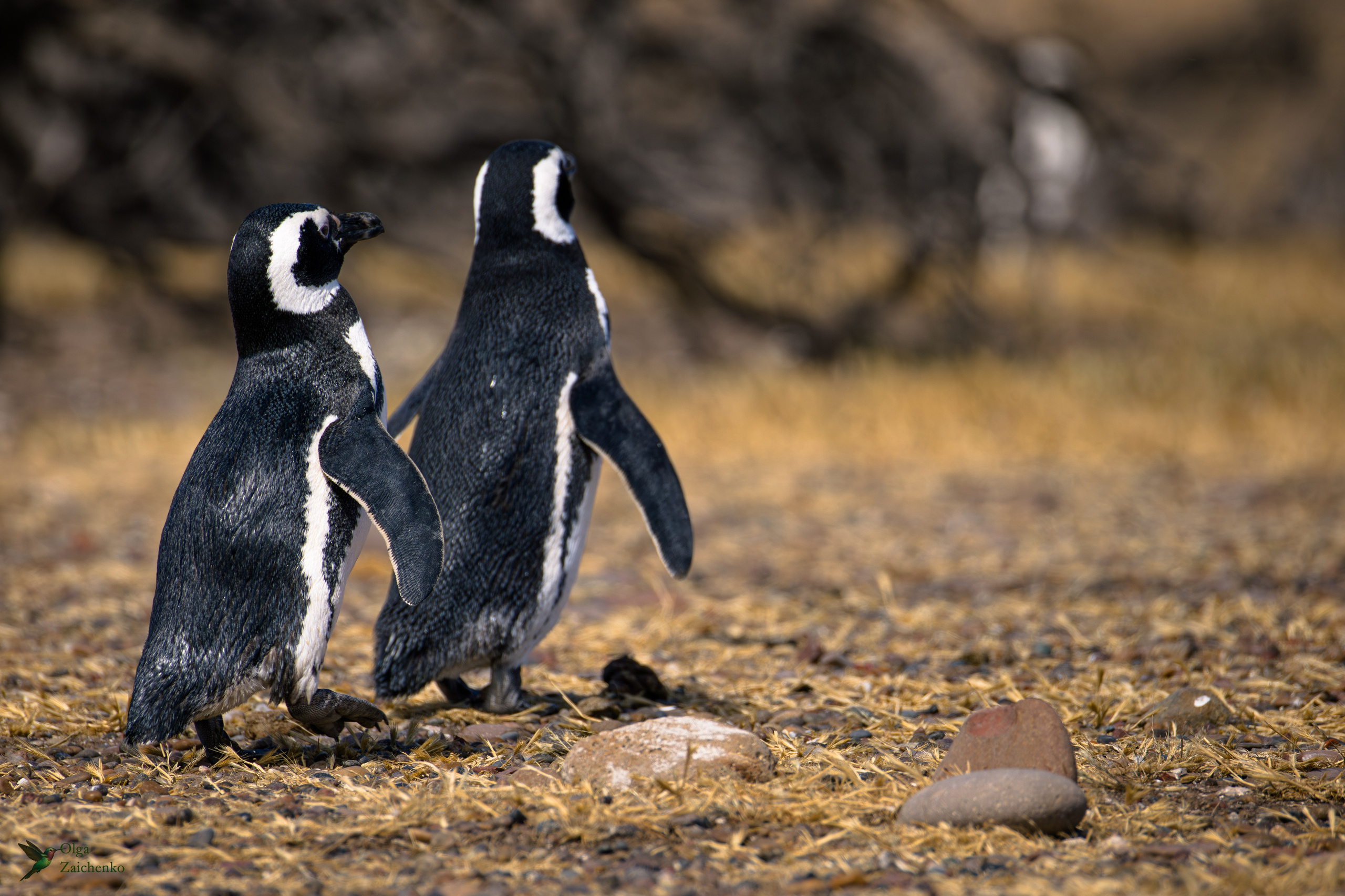 Магелланов пингвин