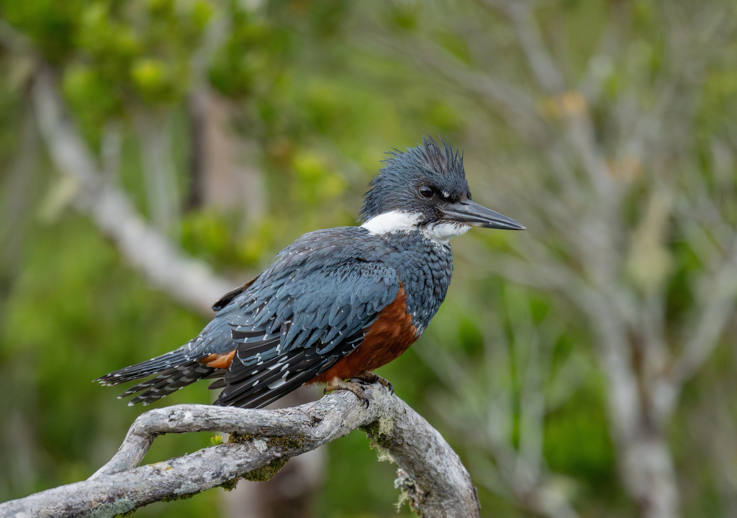 Martín Pescador. Nature photographer Yuri Soria-Galvarro