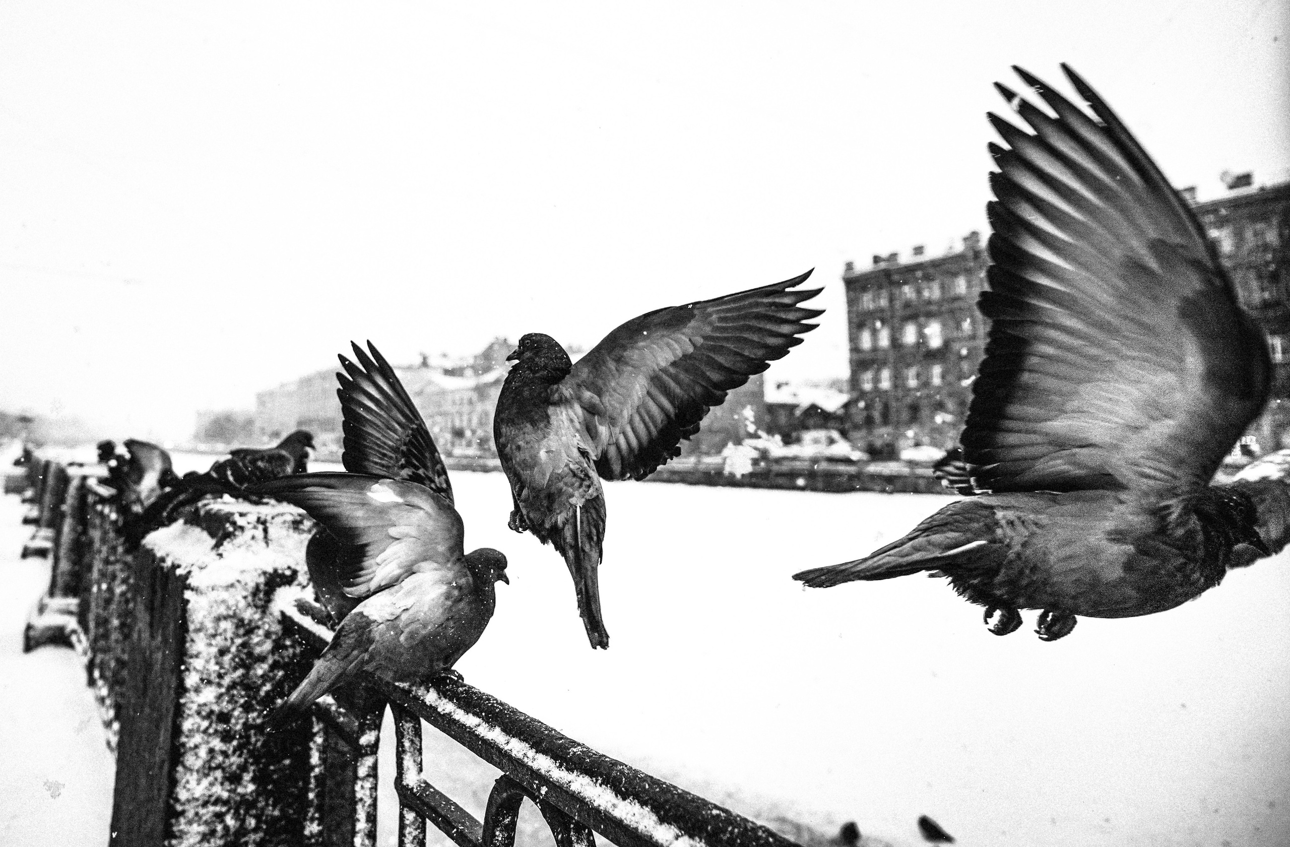 Пернатый психоз. Стрит-фотография, полная абсурда, идиотизма и красоты