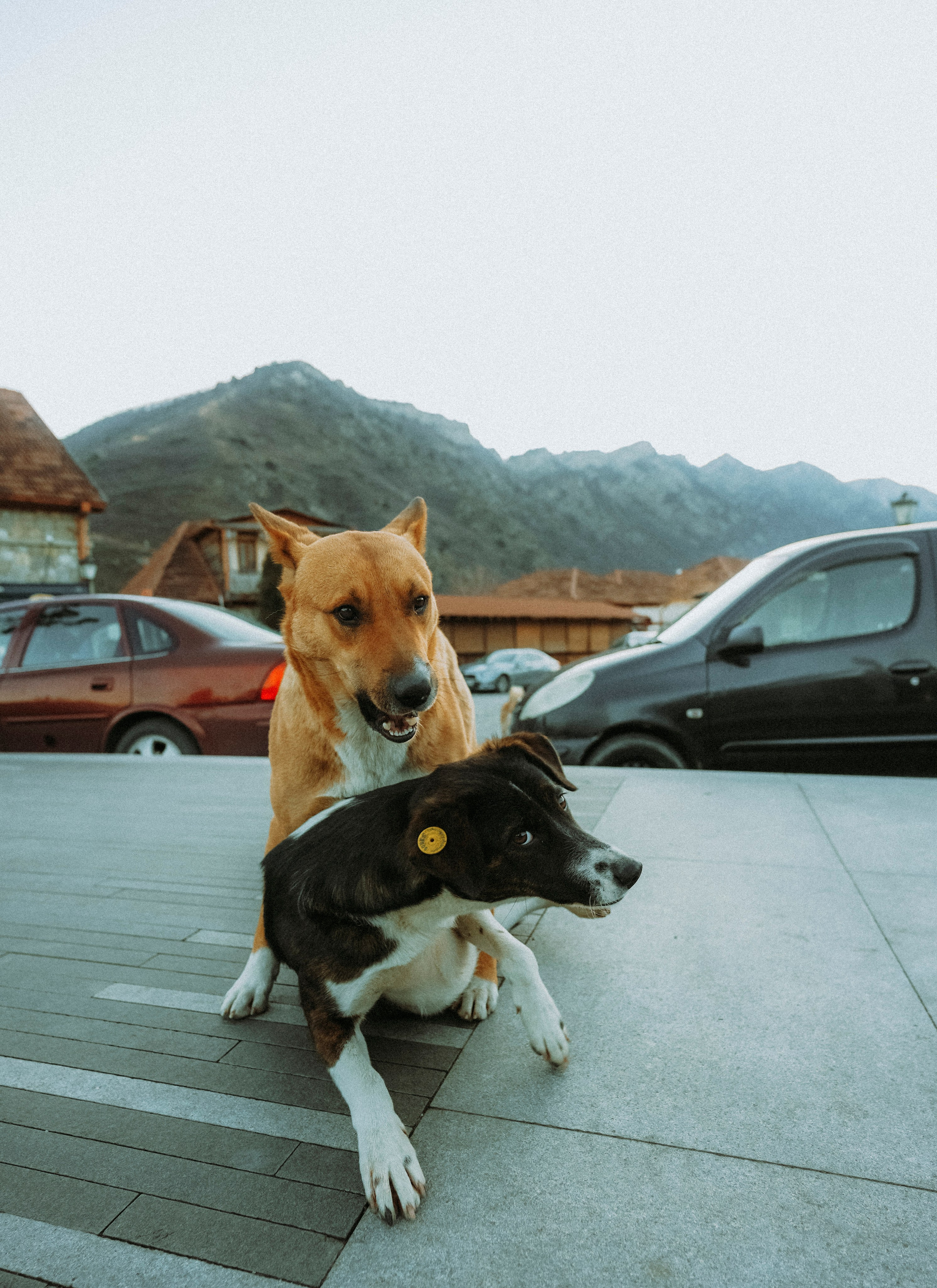 ТБИЛИСИ 2023-2024. Стрит-фотография, полная абсурда, идиотизма и красоты