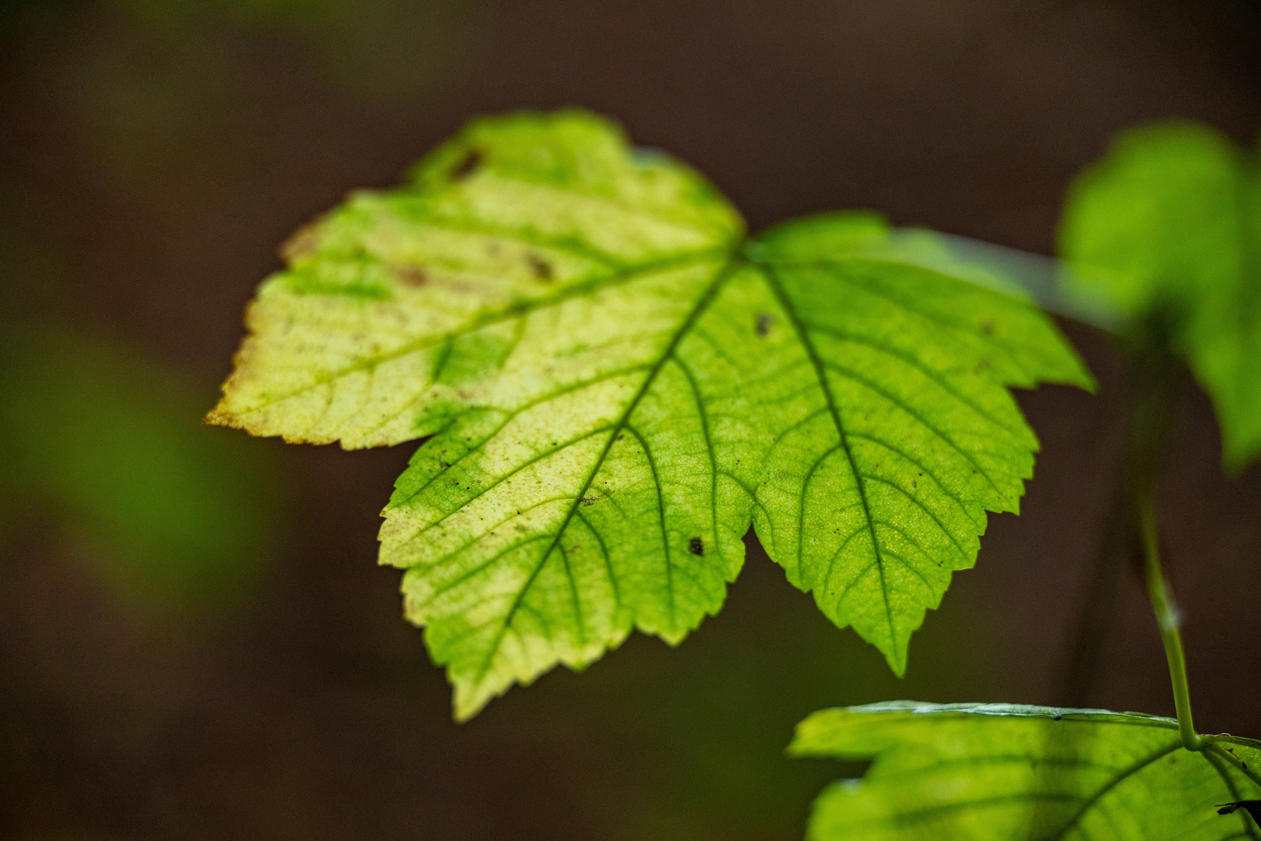 Efterår. Fotograf Aarhus | Portrætfoto Århus | Flotte billeder