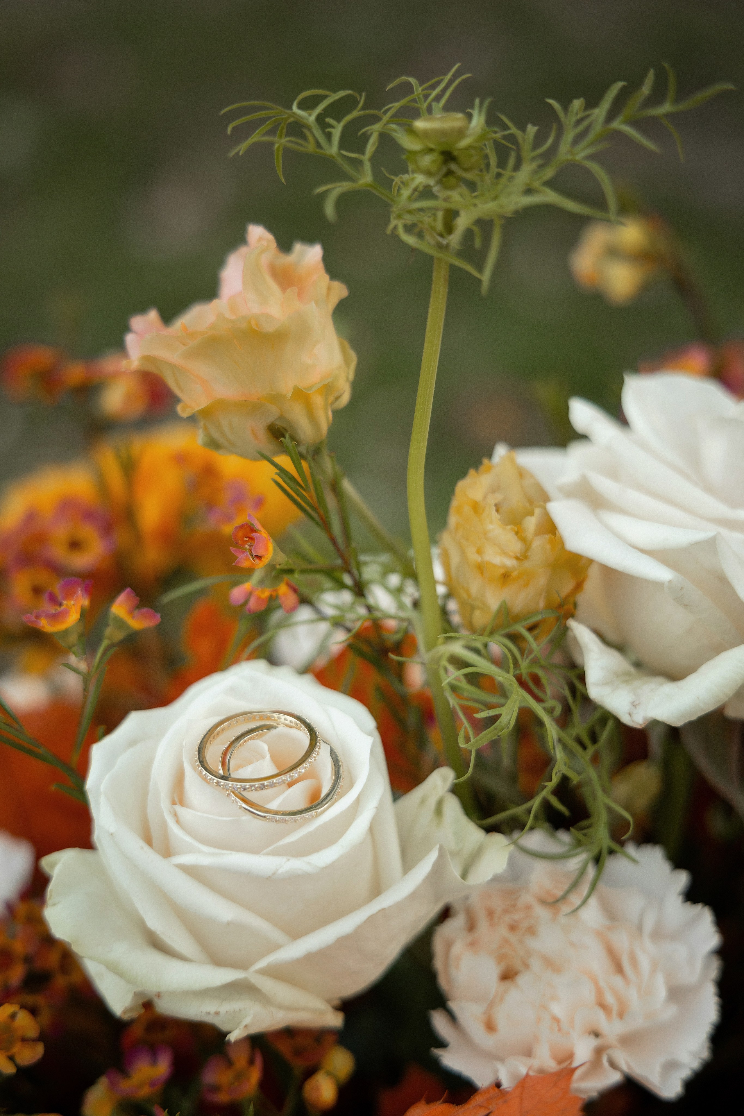 The wedding rings, beautifully displayed during the Bay Area photo session on a bed of roses.