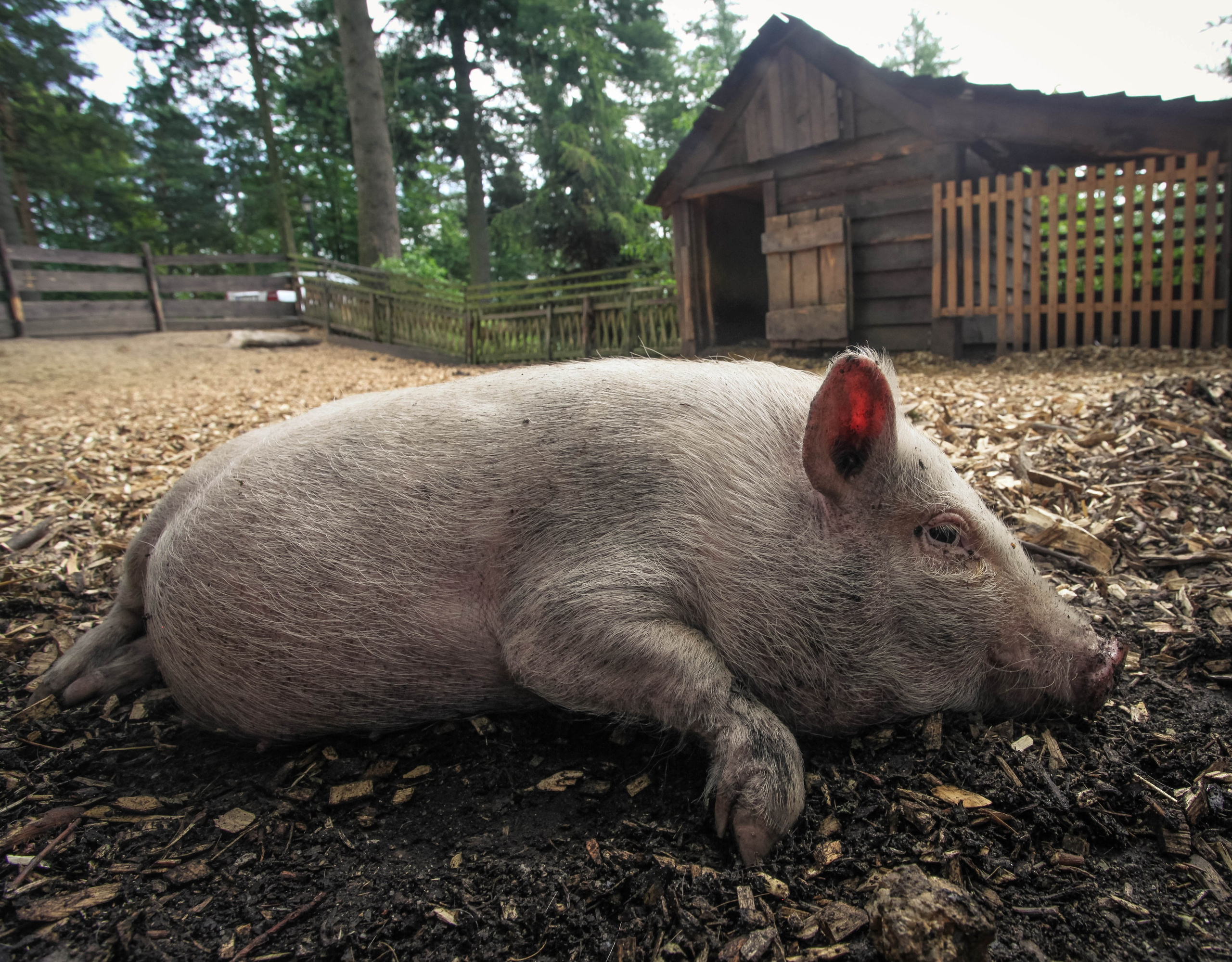 ЧЕХИЯ. Стрит-фотография, полная абсурда, идиотизма и красоты