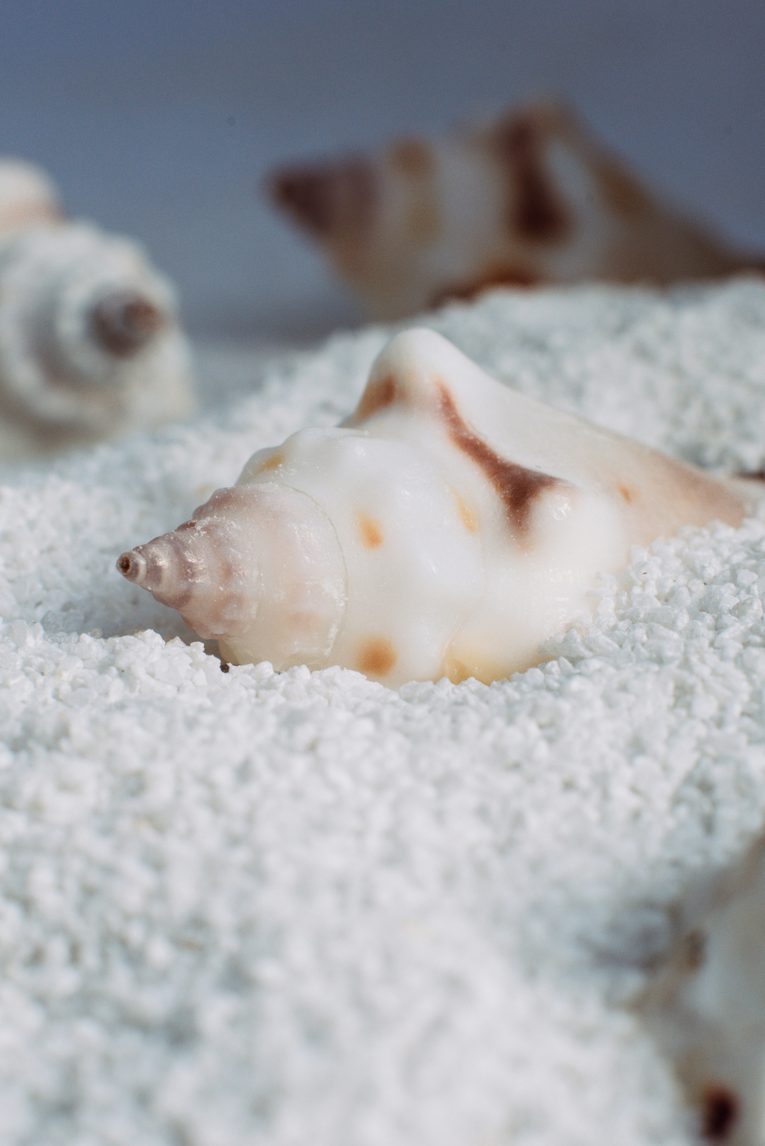 Sieraden. Fotograaf in Nederland Kseniya Perina