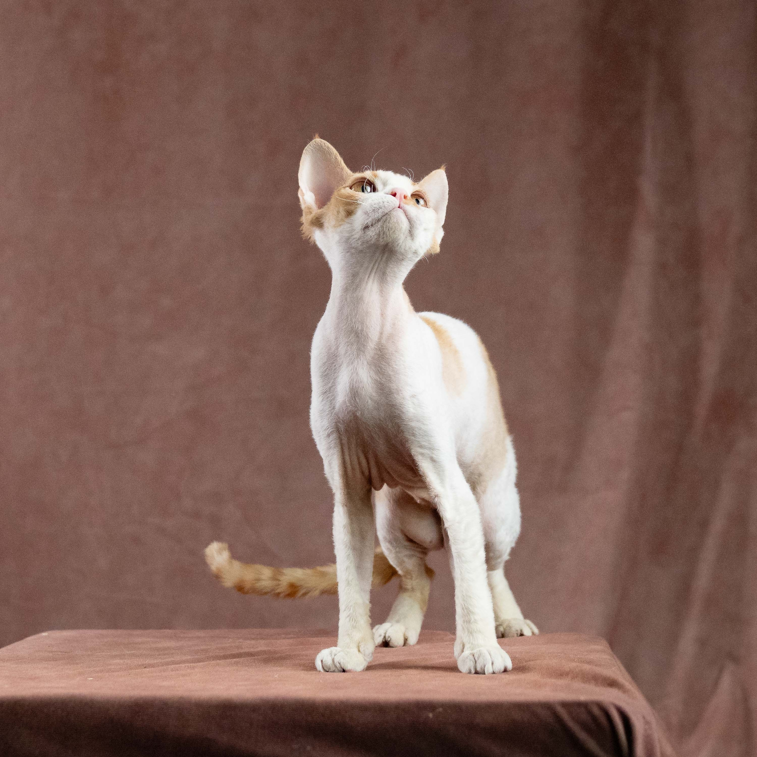 Nika. Devon Rex Pixie Cattery