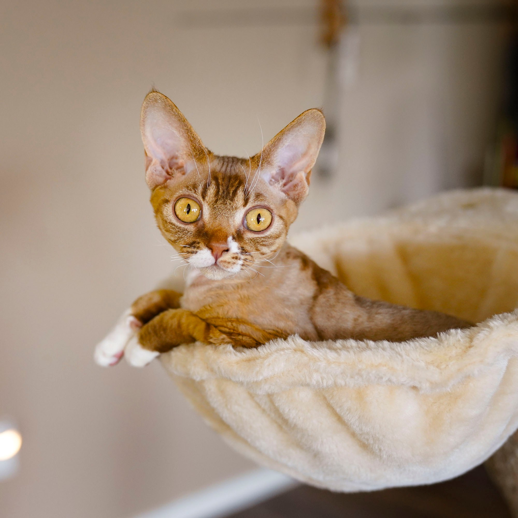 Yasia. Devon Rex Pixie Cattery