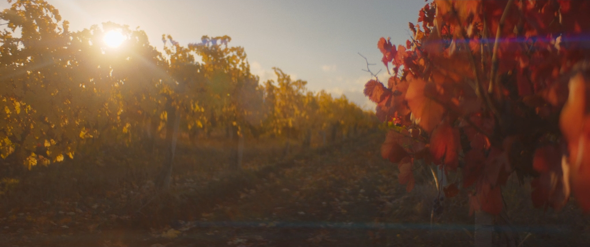 On the Other Side of the Vineyard | Short film. Ilia Ivanov