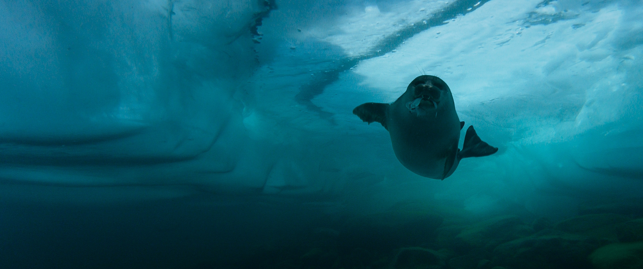 Baikal: Amazing Adventures of Yuma | Film. Ilia Ivanov