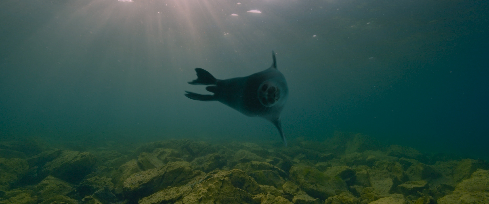 Baikal: Amazing Adventures of Yuma | Film. Ilia Ivanov