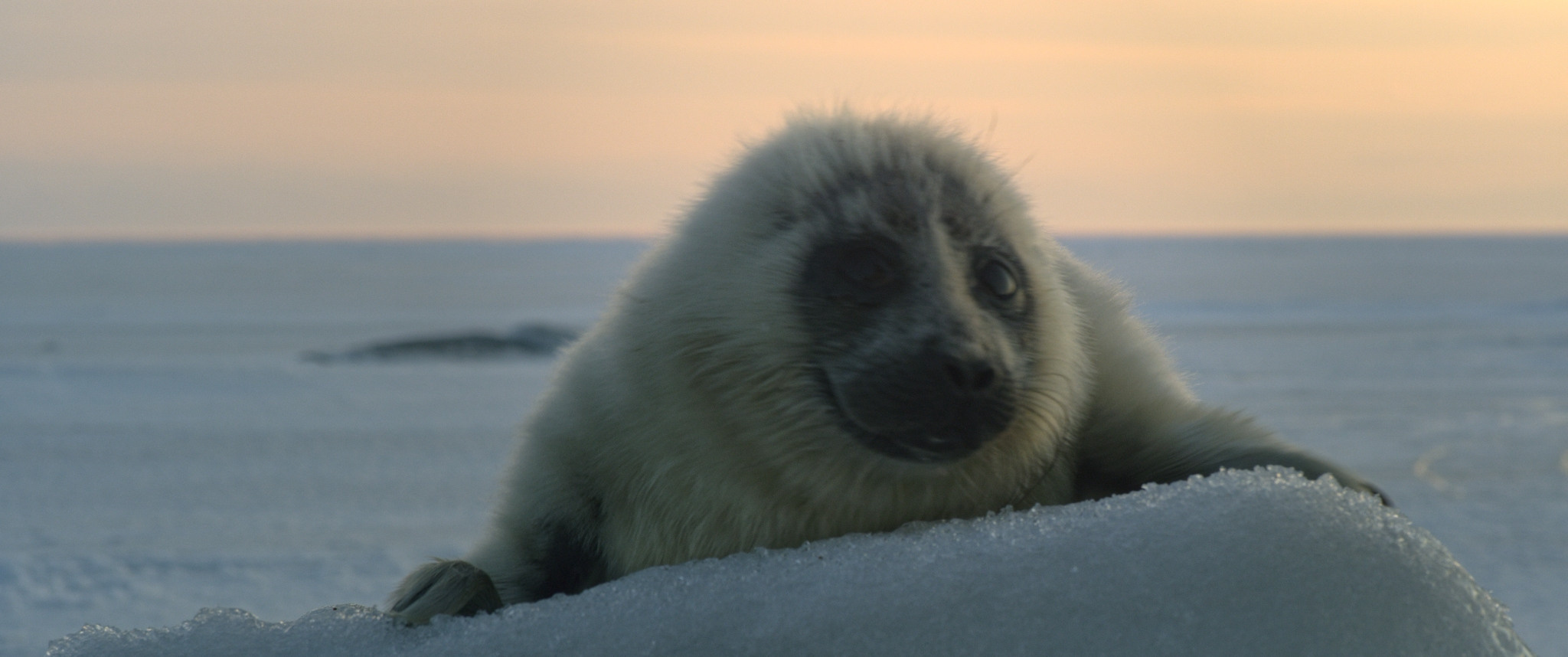 Baikal: Amazing Adventures of Yuma | Film. Ilia Ivanov