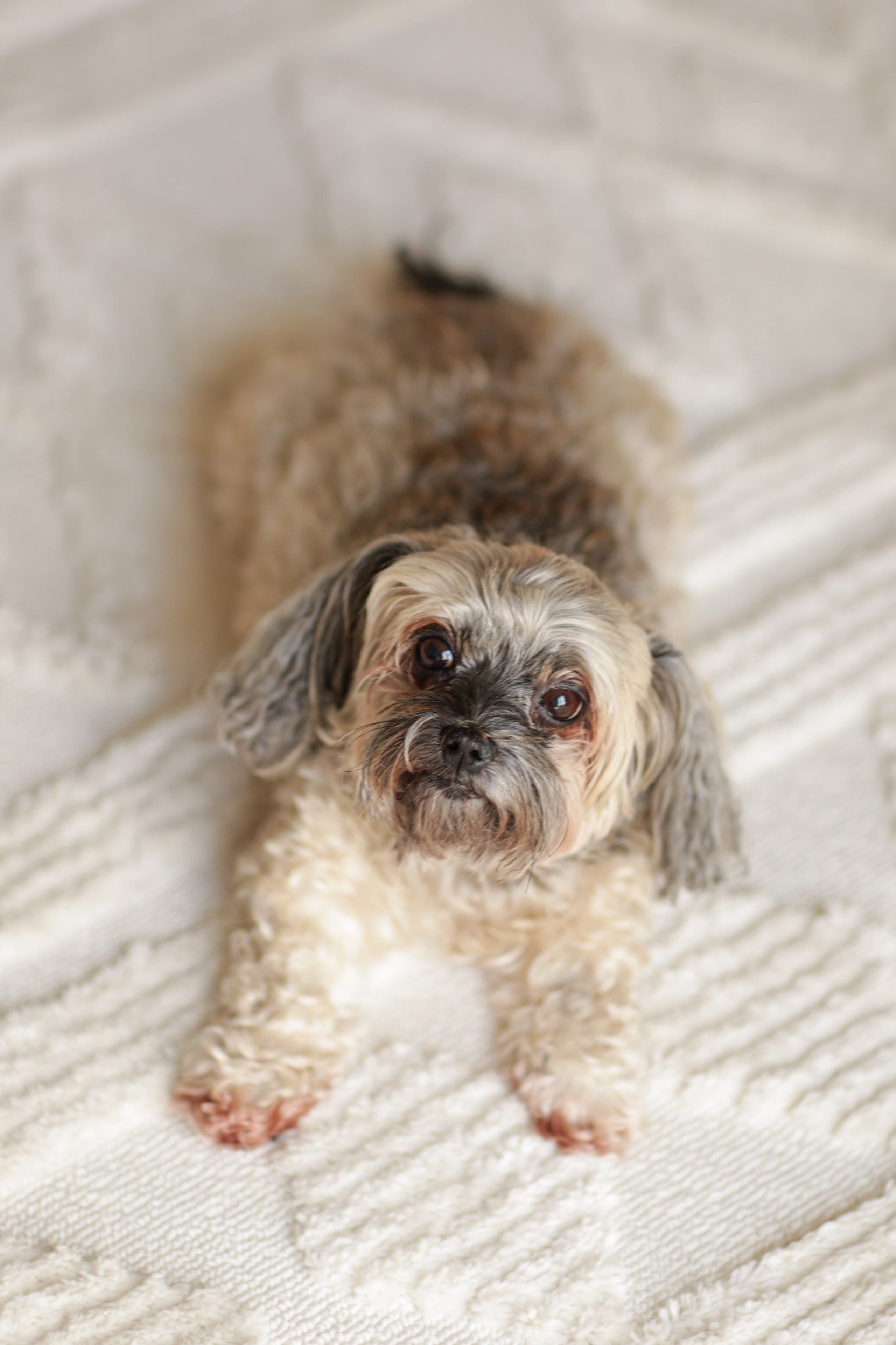 Haustiere. Neugeborenen, Familien, Geschwister Fotografin aus Delmenhorst